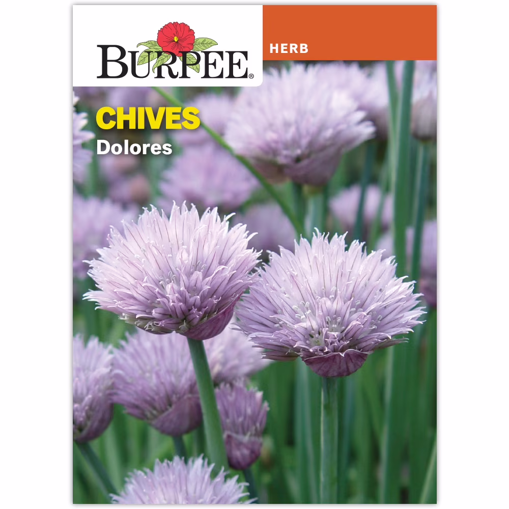 Burpee Chives Dolores Herb Seed, Perennial Herb Seed, Full Sun