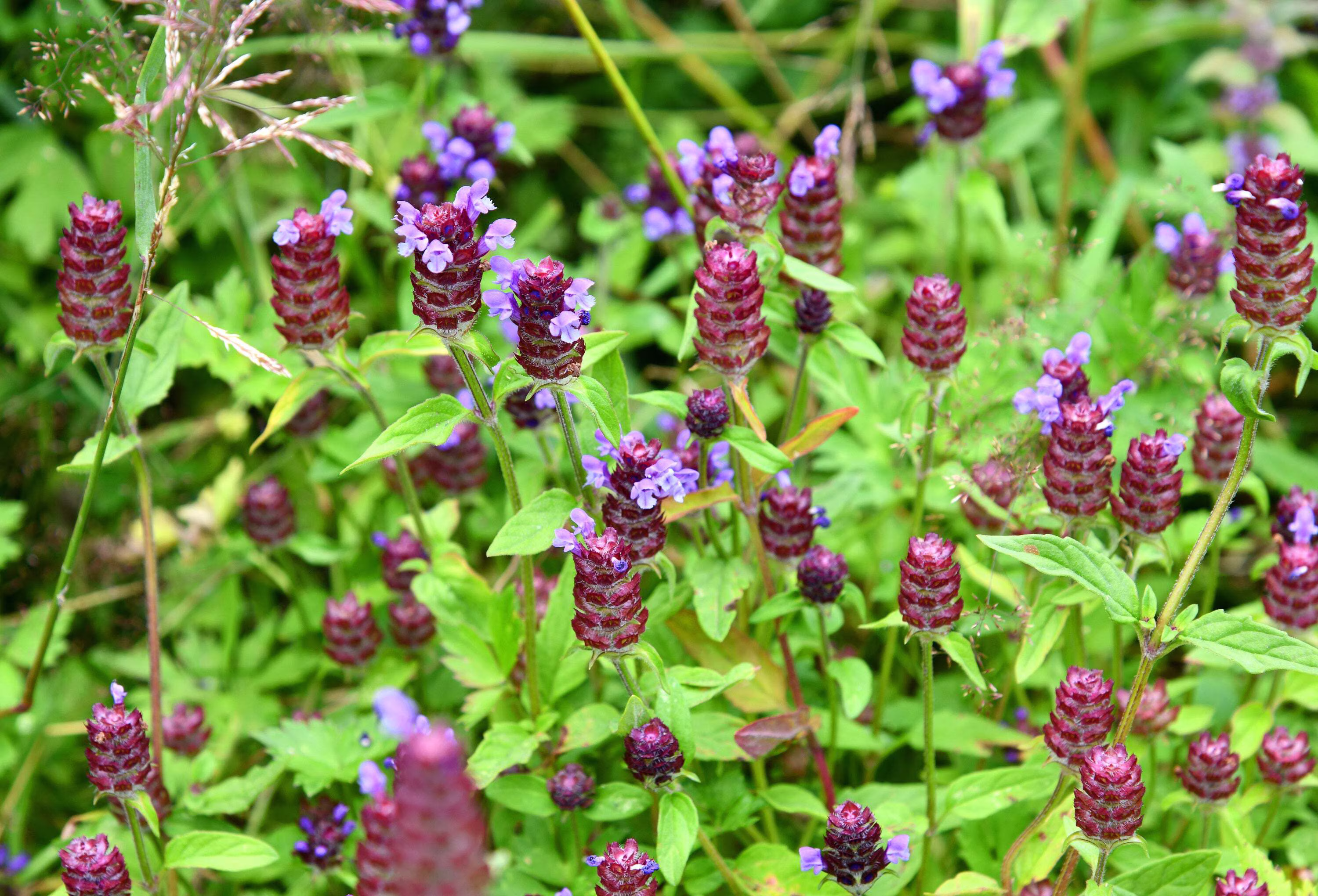 Seedville 100 Prunella Vulgaris Purple Herb Flower Seeds