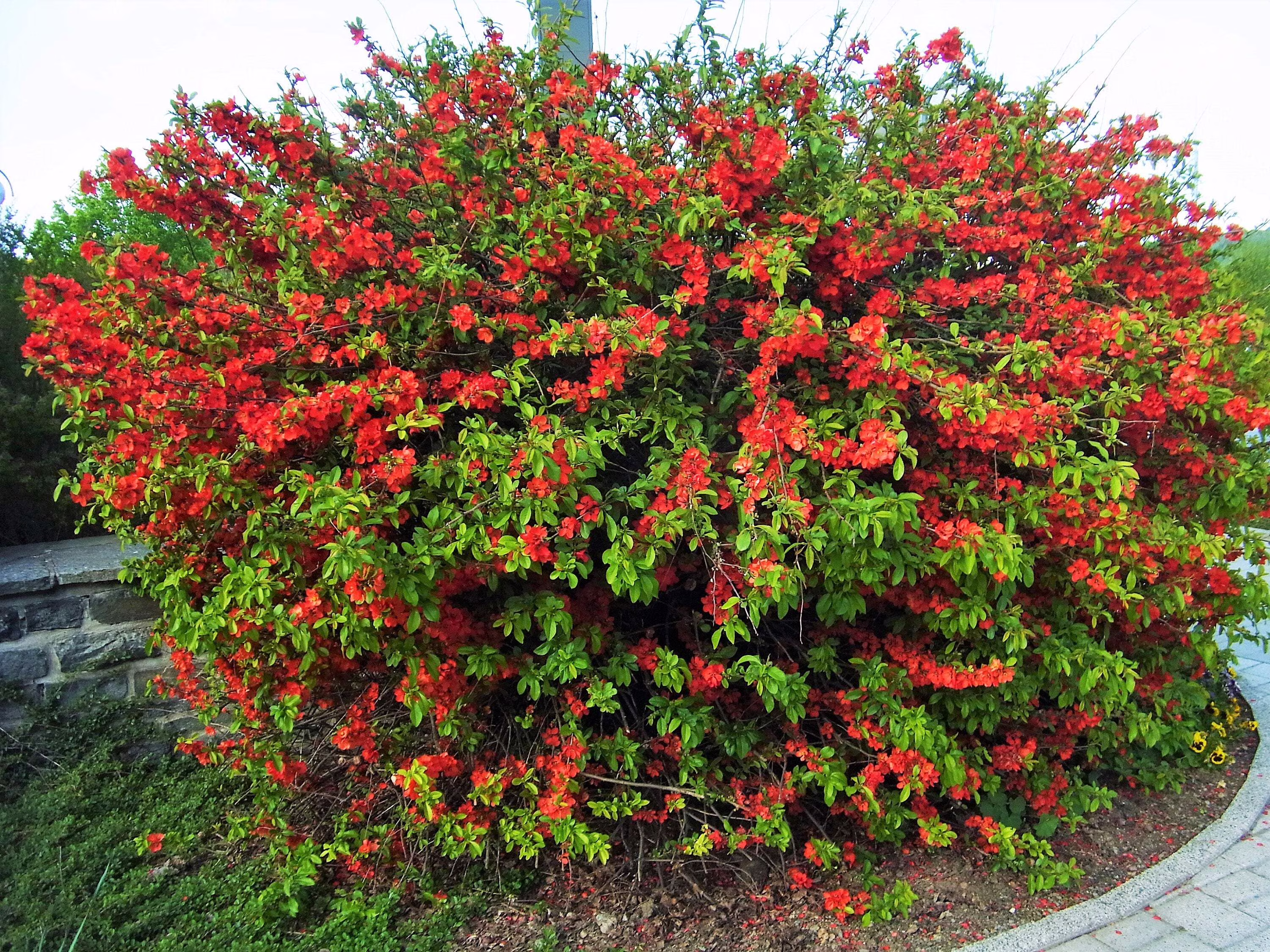 20 Red Flowering DWARF QUINCE Shrub Fruit Chaenomeles Japonica Scarlet Seeds