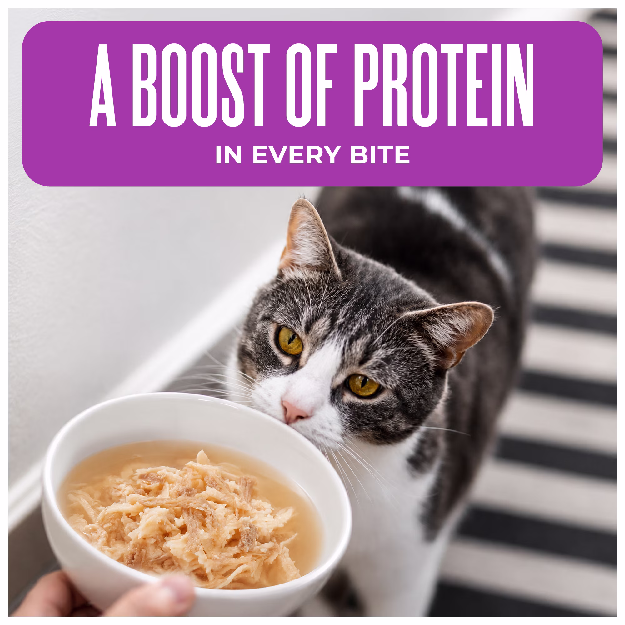 Tiki Cat Born Carnivore Complements Wet Cat Food Topper, Chicken & Duck 2.1 oz. Pouch