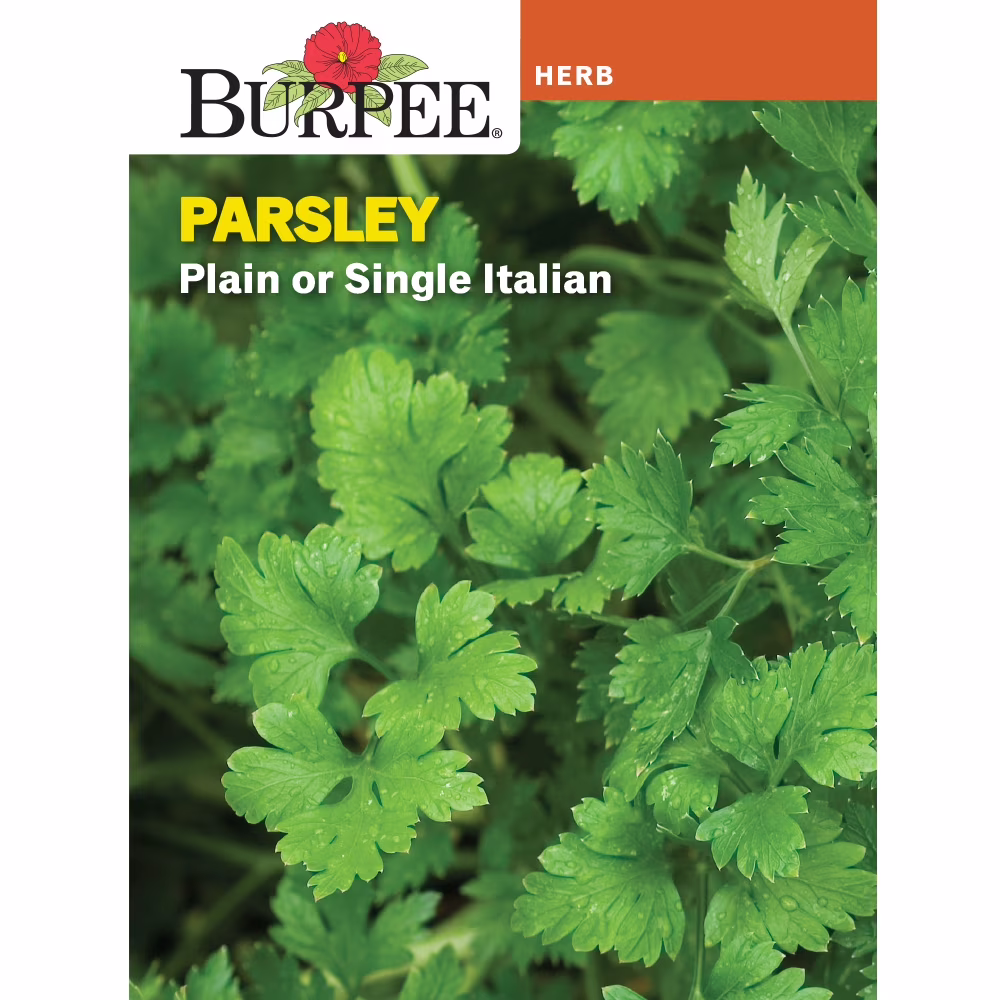 Burpee Plain or Single Italian Parsley Perennial Herb Seed, 1-Pack, Full Sun
