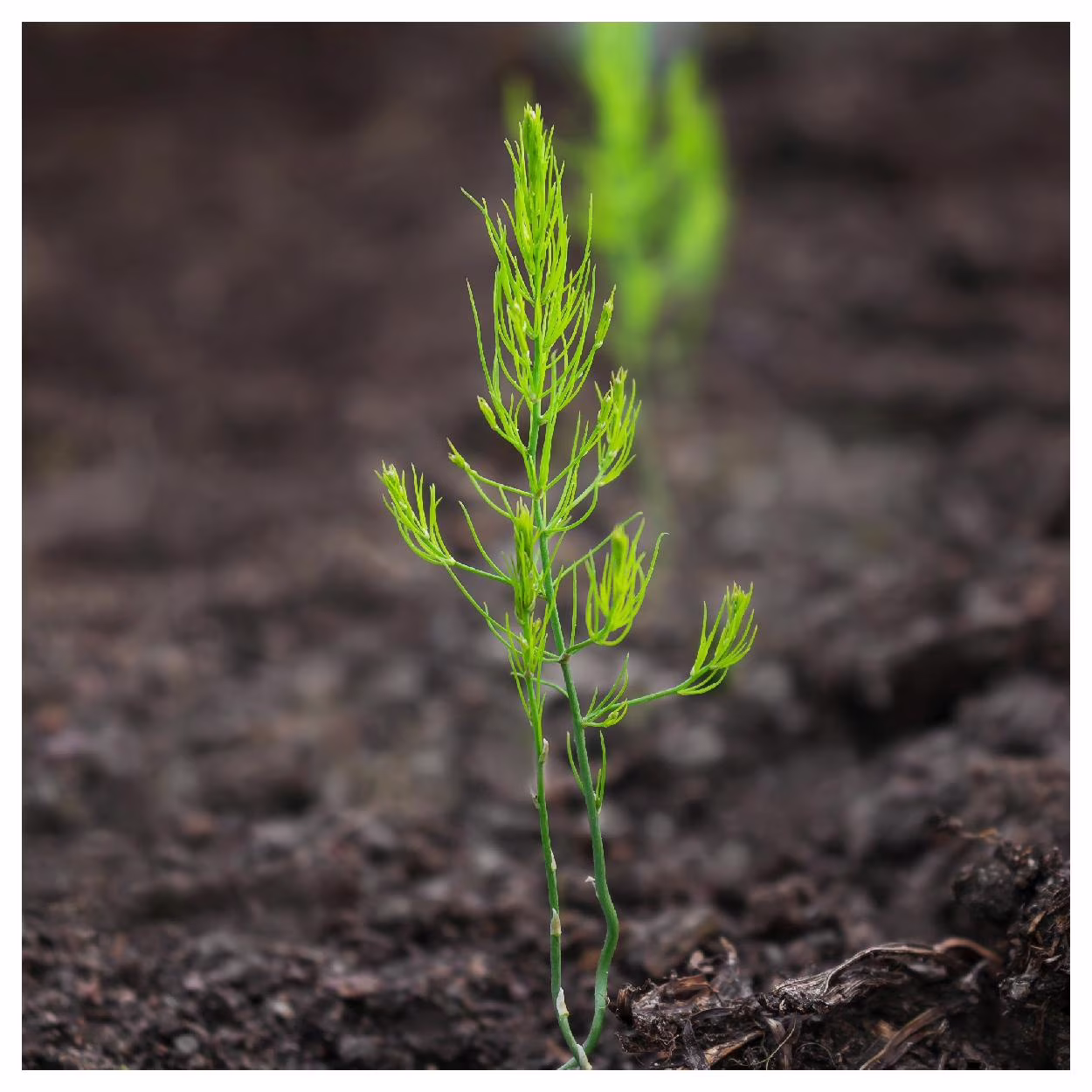 Everwilde Farms - 100 Mary Washington Asparagus Seeds - Gold Vault Jumbo Bulk Seed Packet