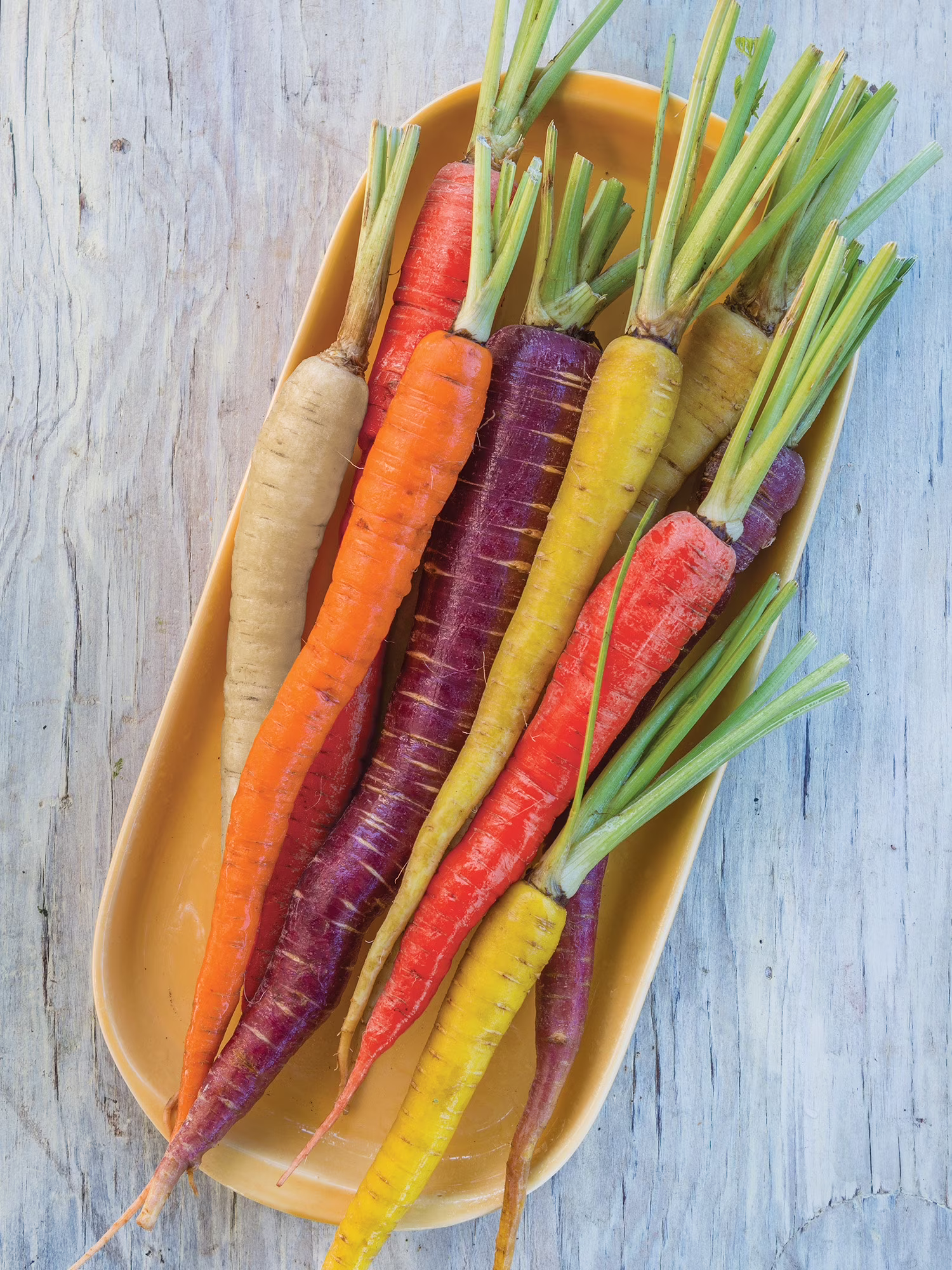 Burpee Kaleidoscope Blend Carrot Seed Tape, Annual Vegetable Carrot Seed, Full Sun