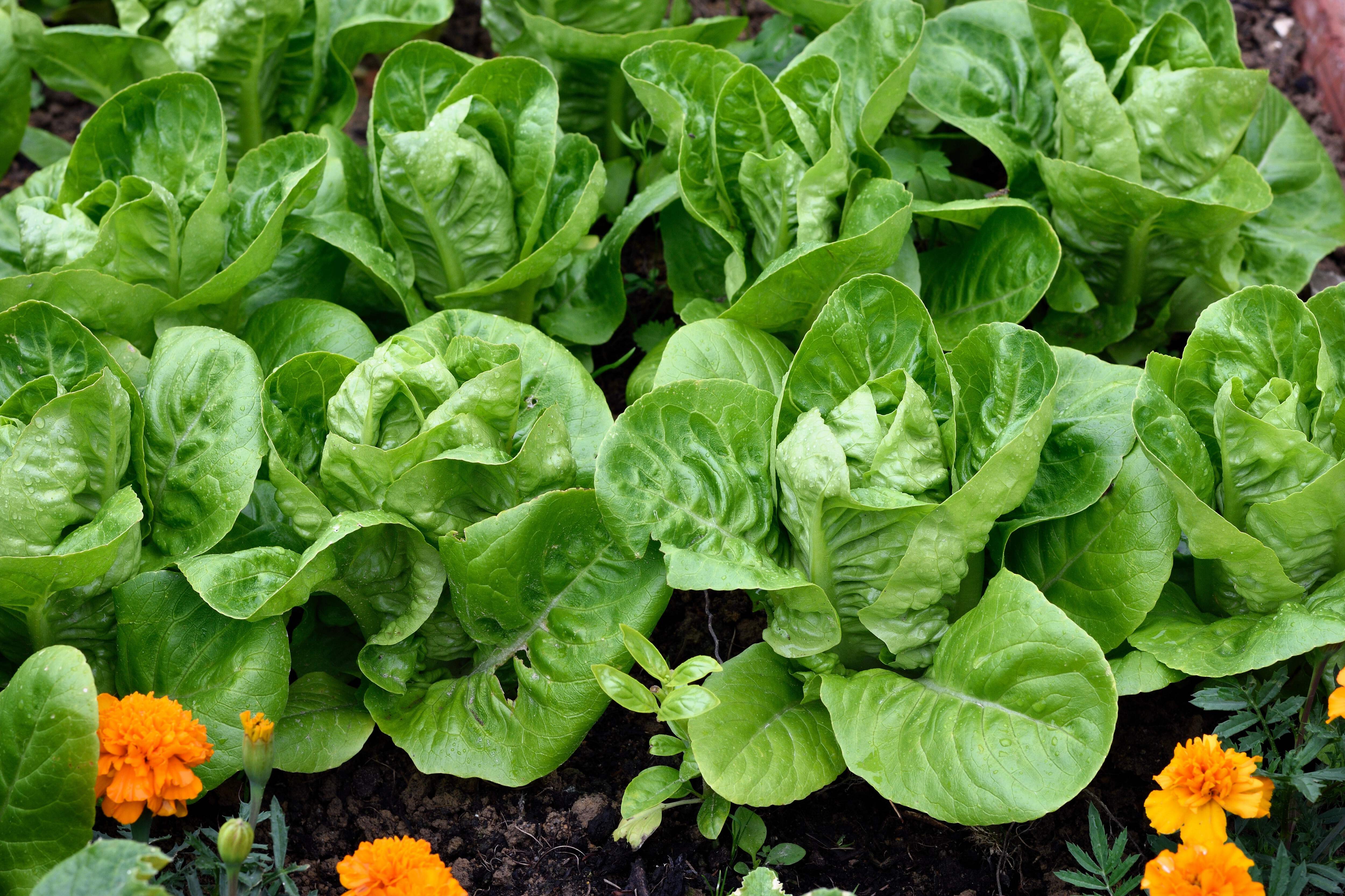 3000 Seeds LITTLE GEM LETTUCE Small Romaine Butterhead Lactuca Vegetable Seeds