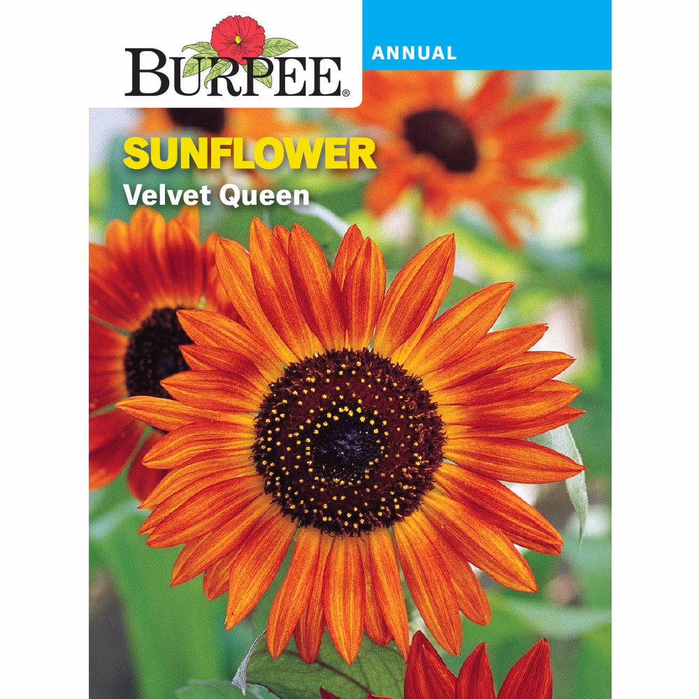Burpee Sunflower, Velvet Queen Annual Sunflower