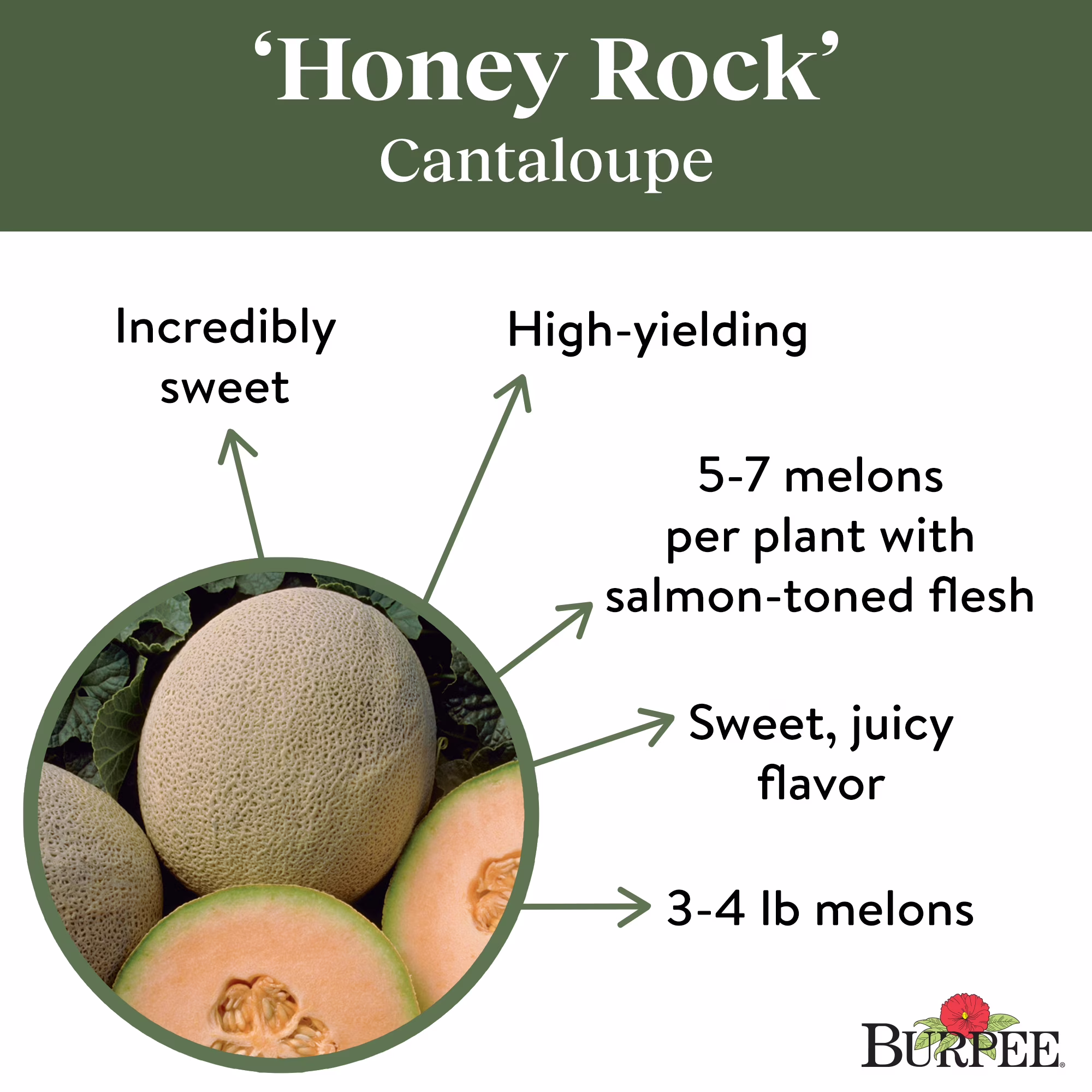 Burpee Honey Rock Cantaloupe Seed, Annual Fruit Seed, Full Sun