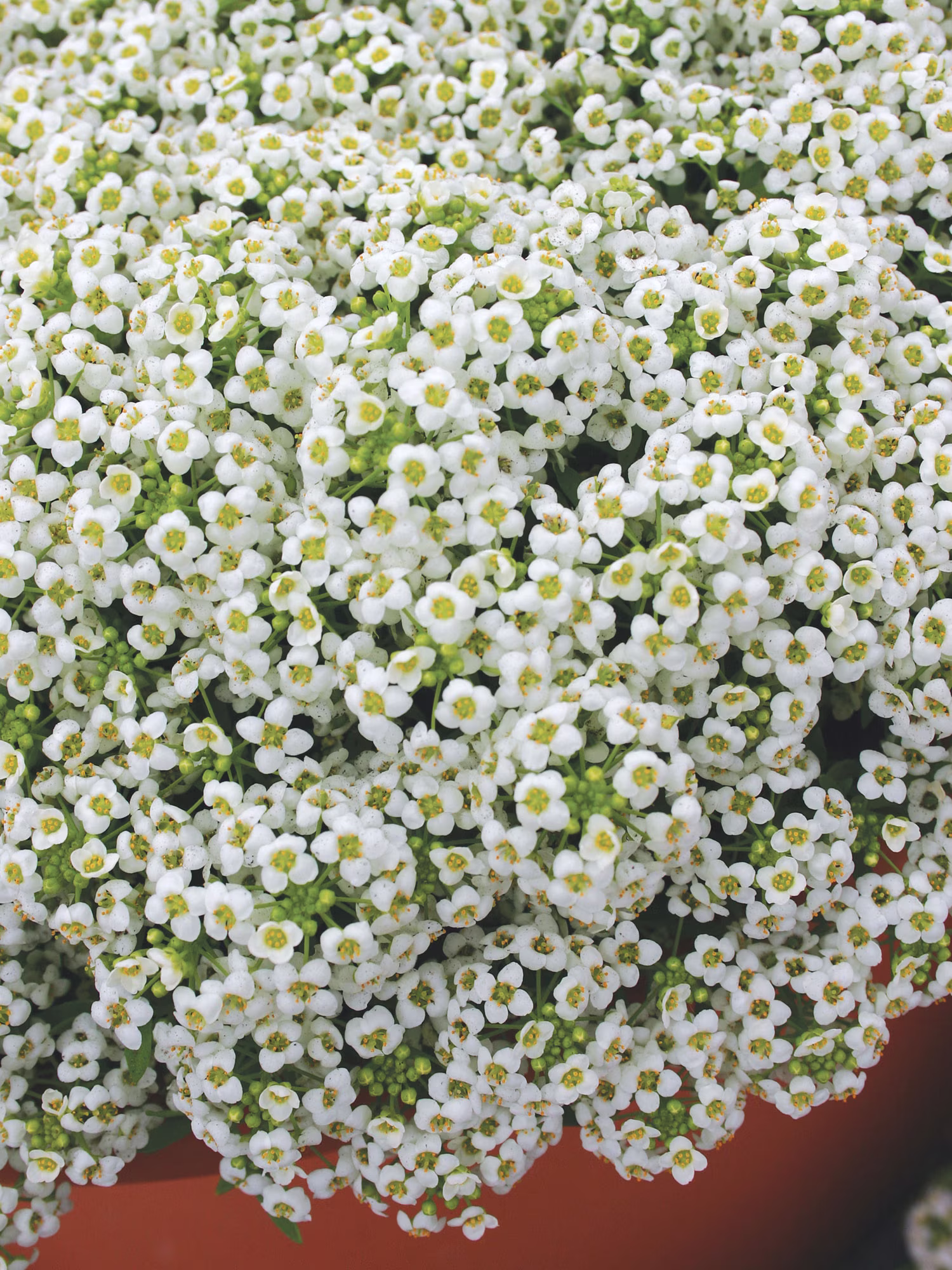 Burpee Carpet of Snow Alyssum Annual Heirloom Seed, 1-Pack, Full Sun