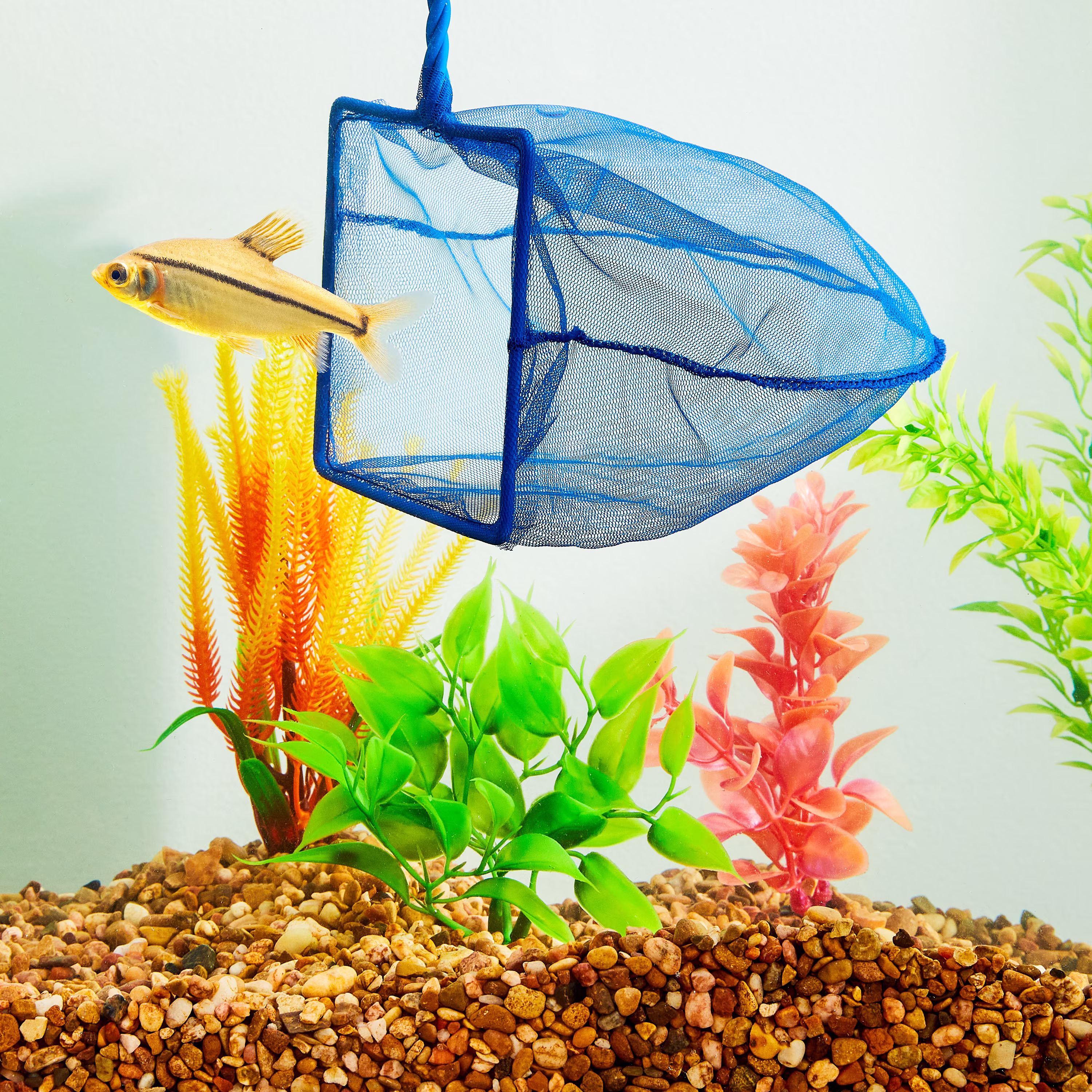 Vibrant Life Fish Net, 5