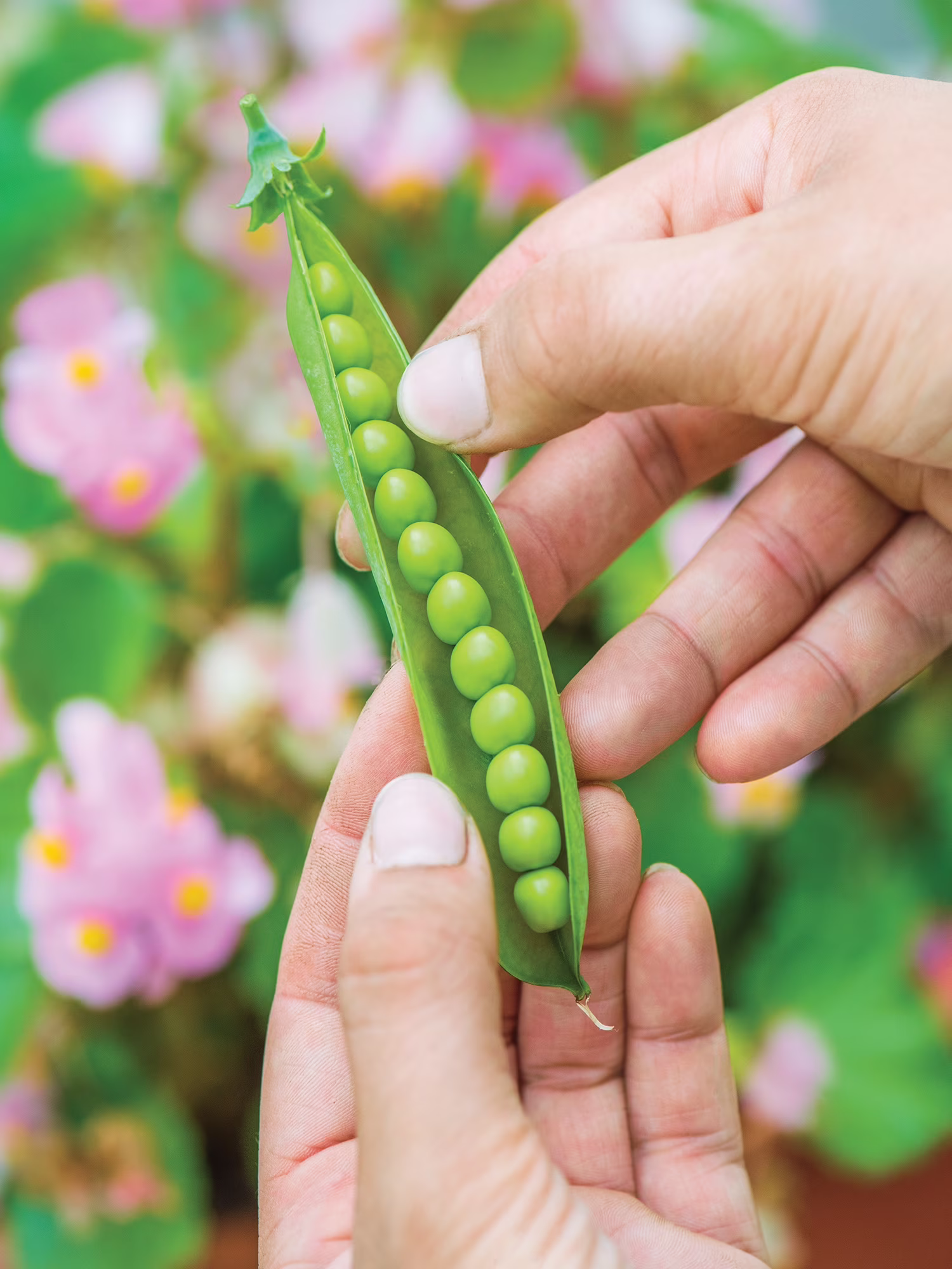 Burpee First 13 Pea, Annual Vegetable Seed, 1-Pack, Full Sun