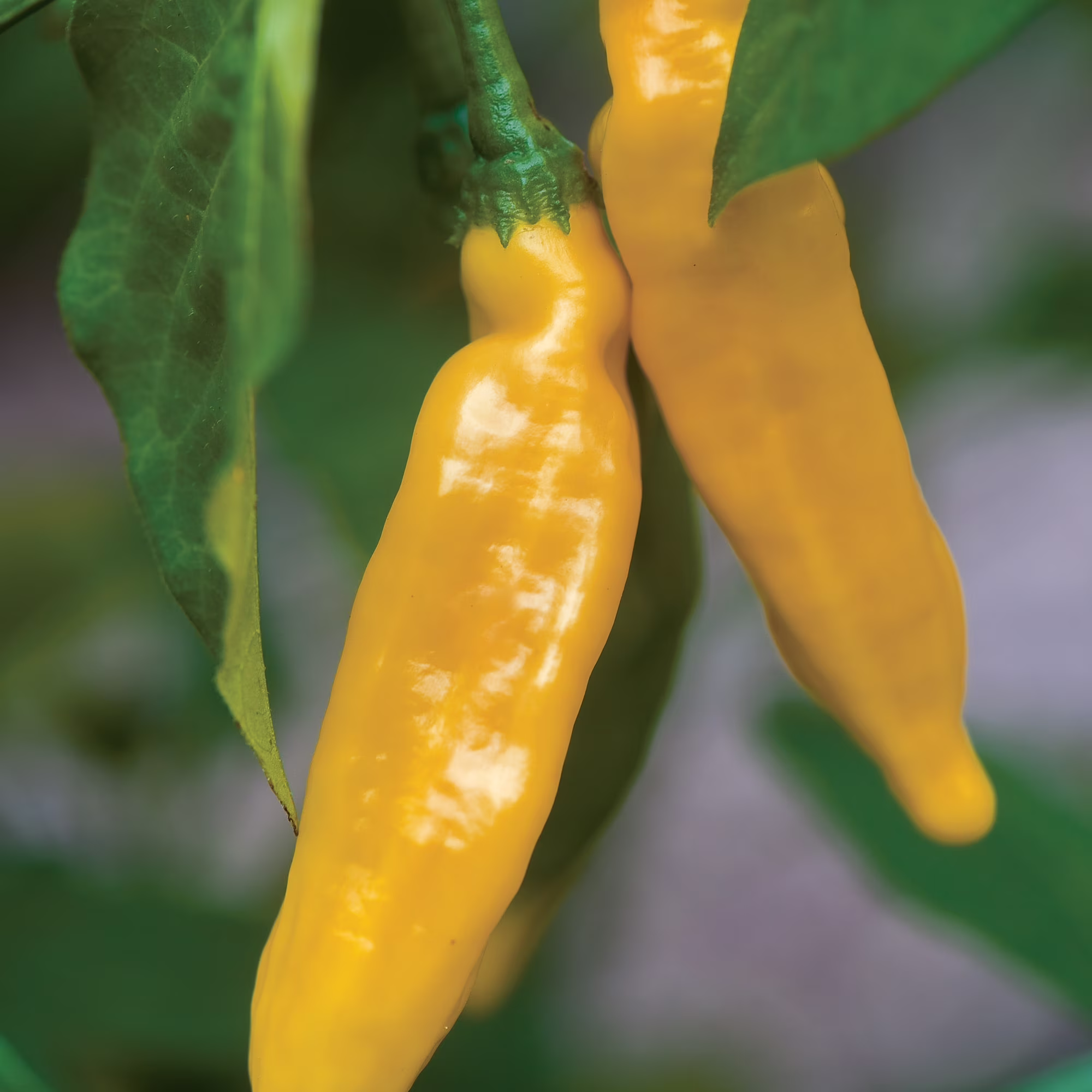 Burpee Hot Lemon Hot Pepper Annual Vegetable Seed, 1-Pack, Full Sun
