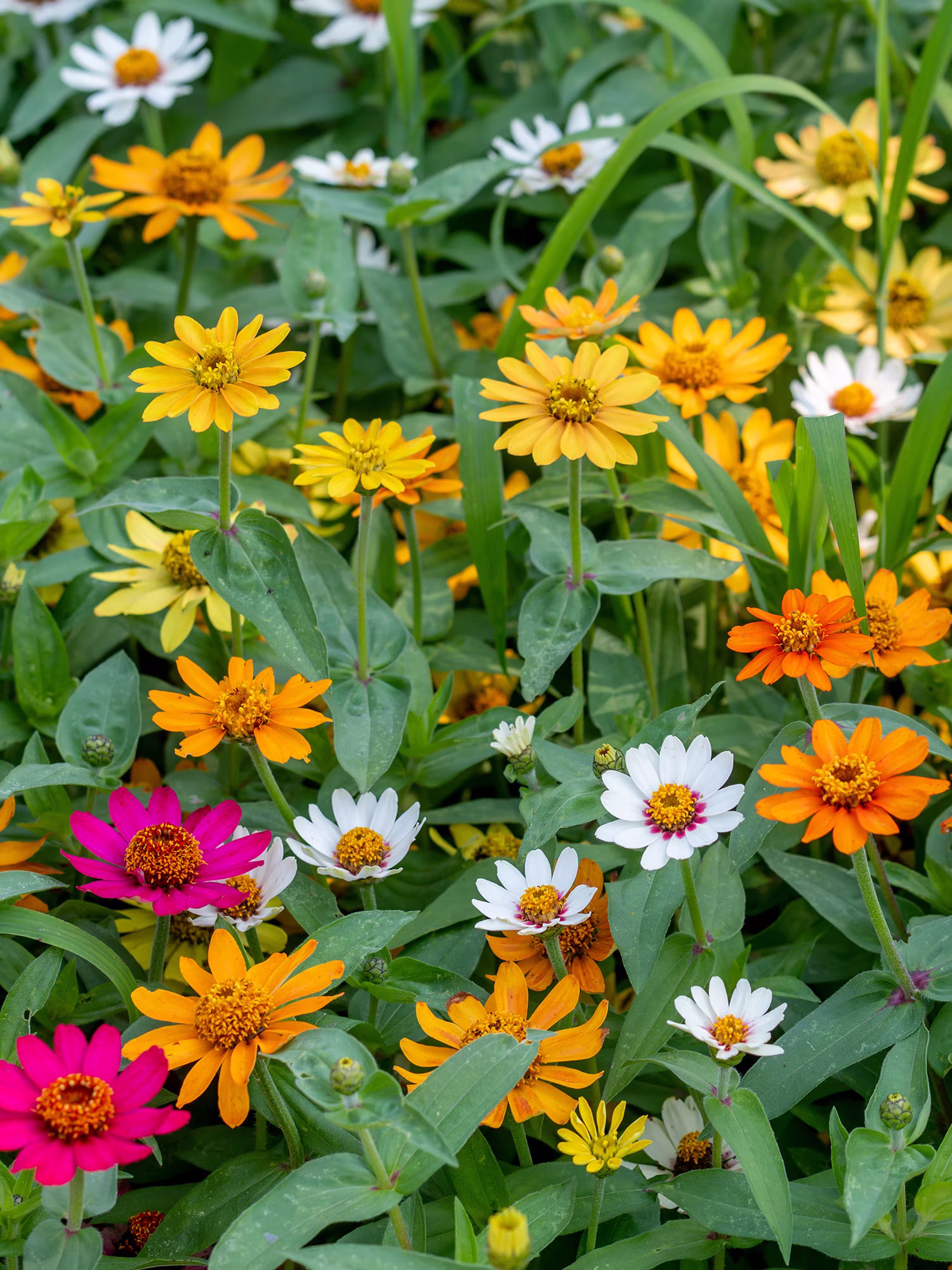 Burpee Pinwheel Mix Zinnia Seed Packet, Annual Flower, Full Sun