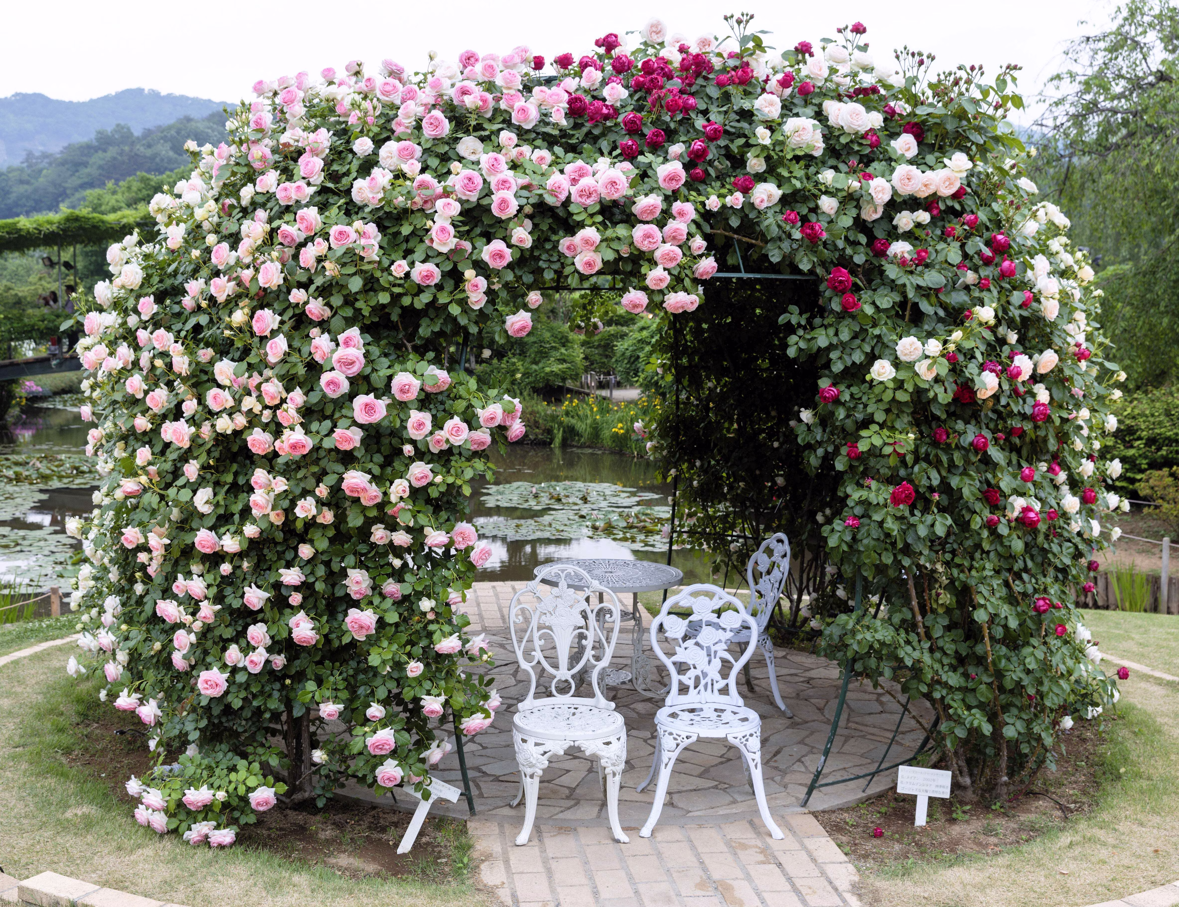 Seedville 5 Pink Climbing Rose Flower Seeds, Fragrant Butterfly Attracting Blooms