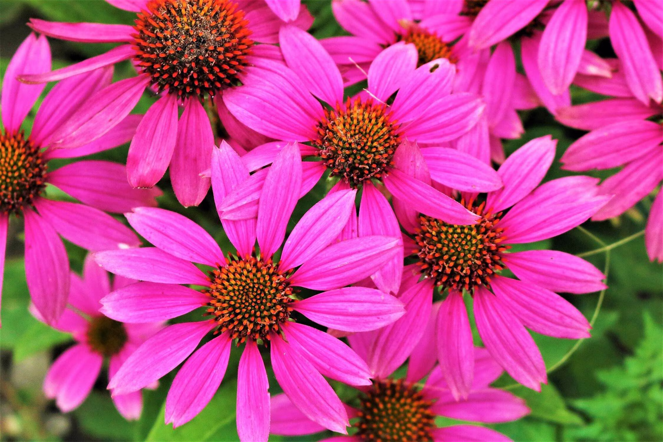 Seedville 25 Bright Star Coneflower Plant Seeds, Bright Rose Pink