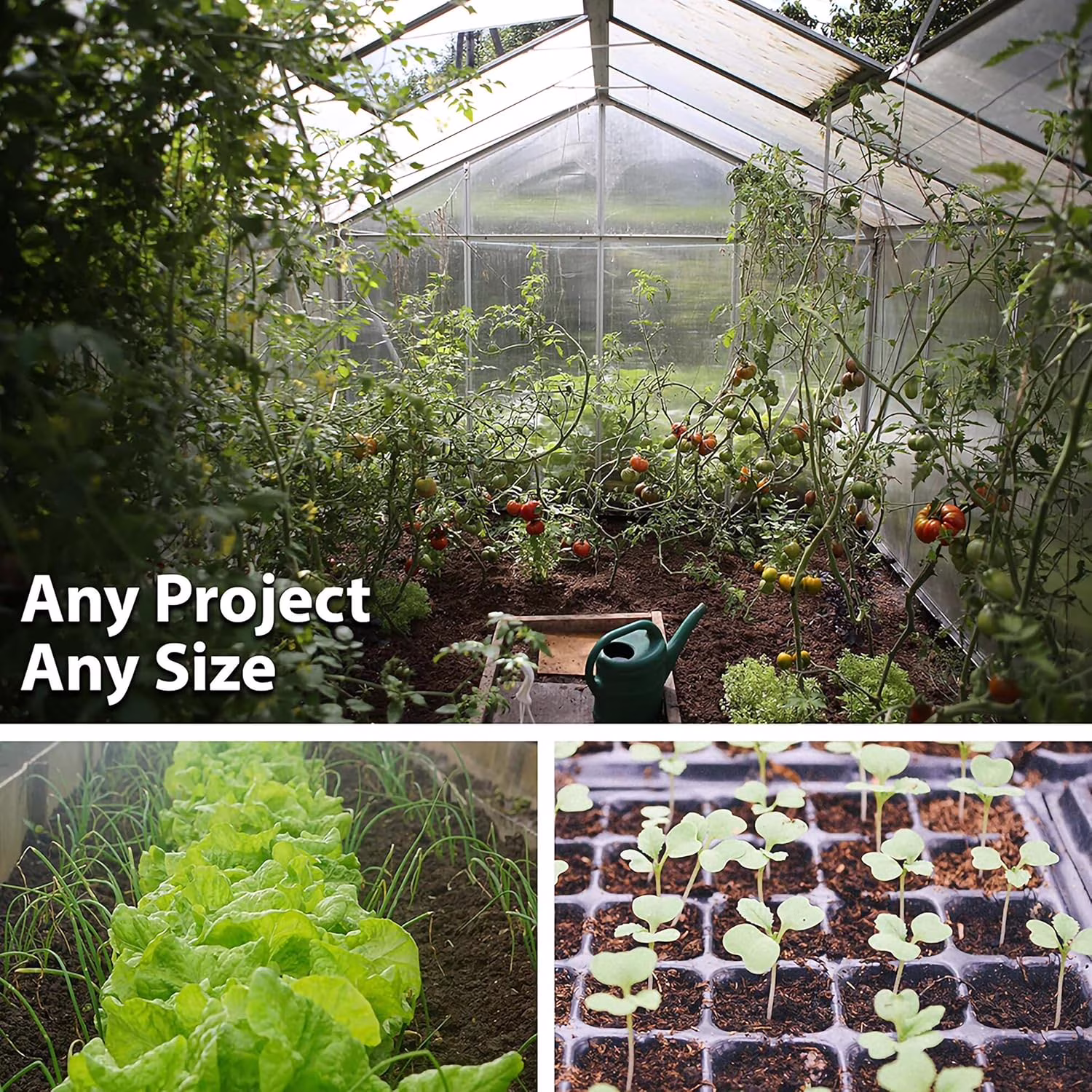 Leaf Lettuce Garden Seeds - Salad Bowl Green - 1 g Packet ~900 Seeds - Non-GMO, Heirloom Vegetable Gardening & Salad Micro Greens Seed