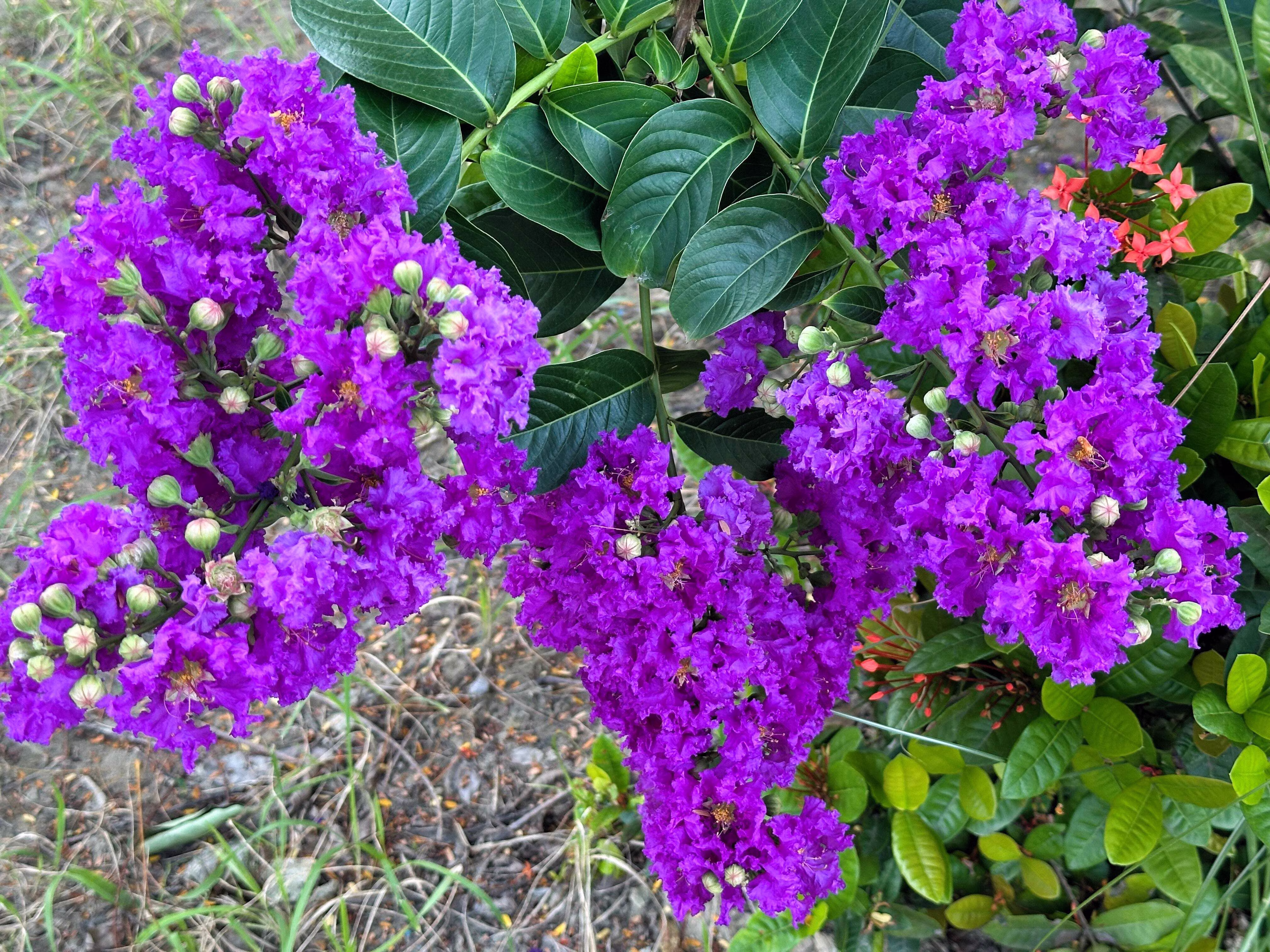 35 PURPLE CREPE MYRTLE Lagerstroemia Indica Flowering Shrub Bush Small Tree Seeds
