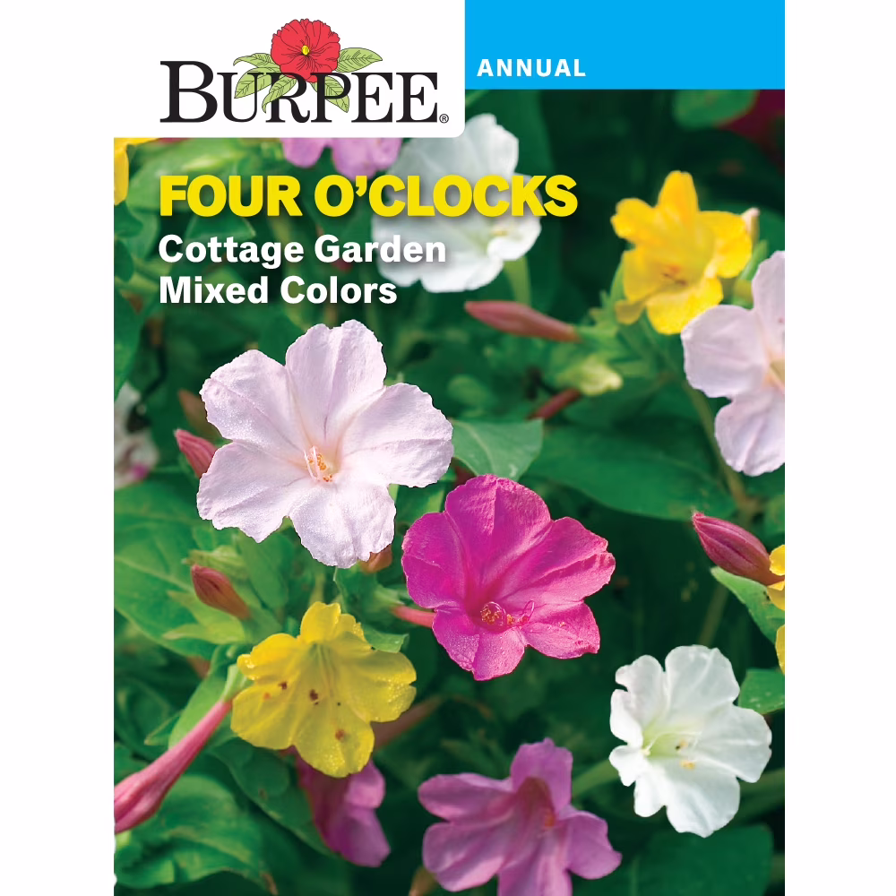 Burpee Cottage Garden Mixed Colors Four O'clocks Flower Seed, 1-Pack