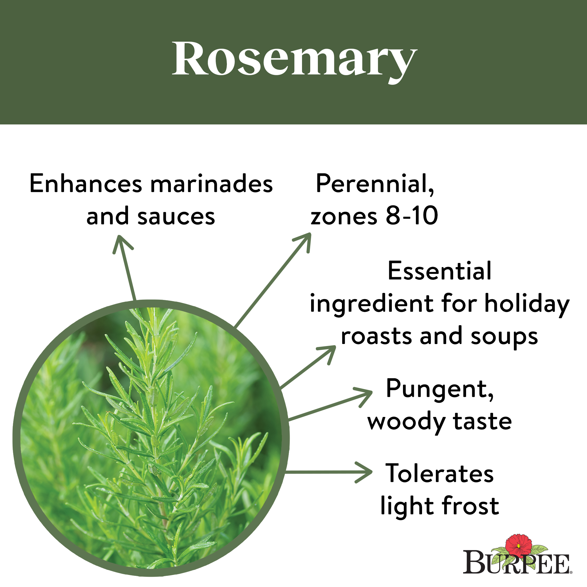 Burpee-Rosemary Seed Packet