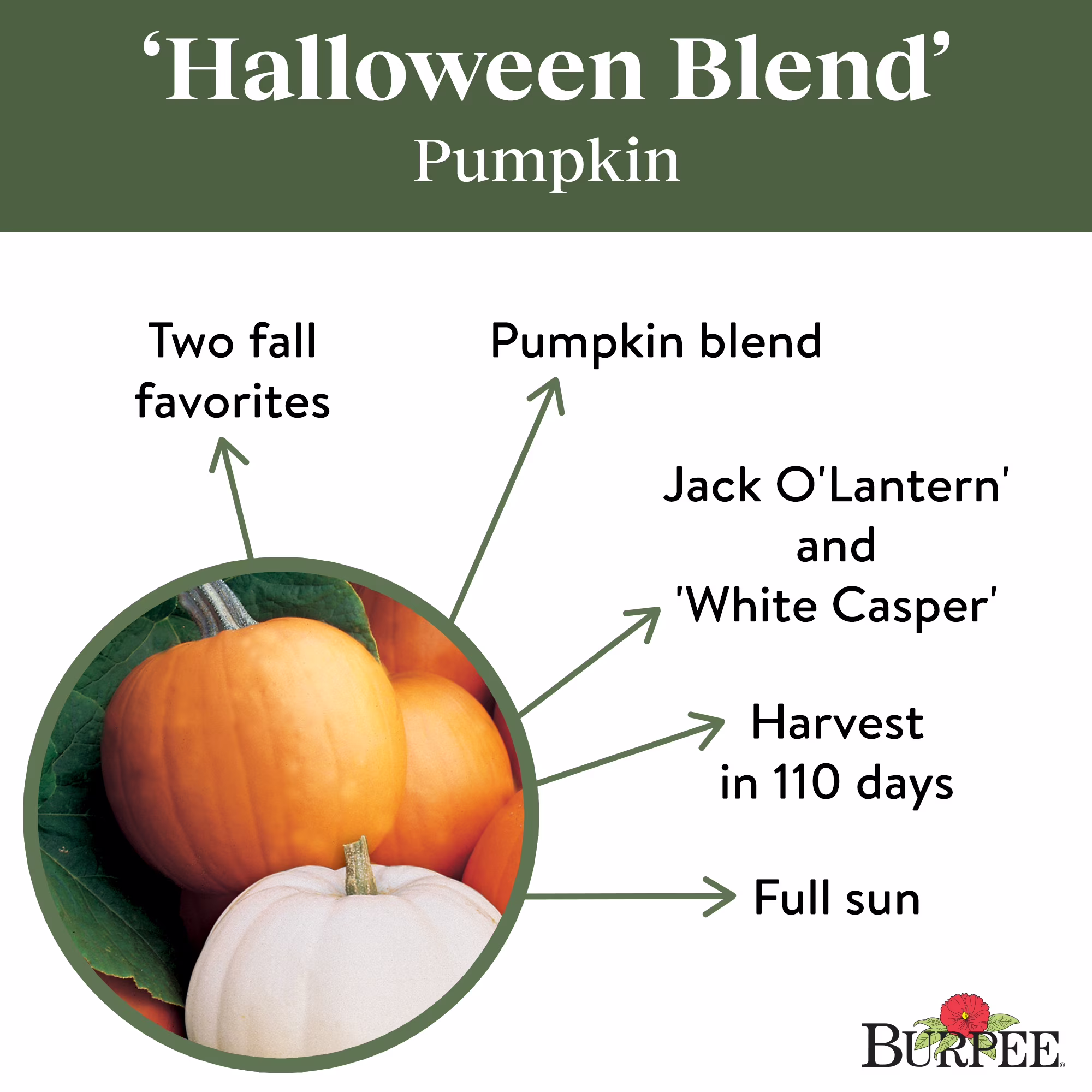 Burpee Halloween Blend Pumpkin Vegetable Seed, 1-Pack
