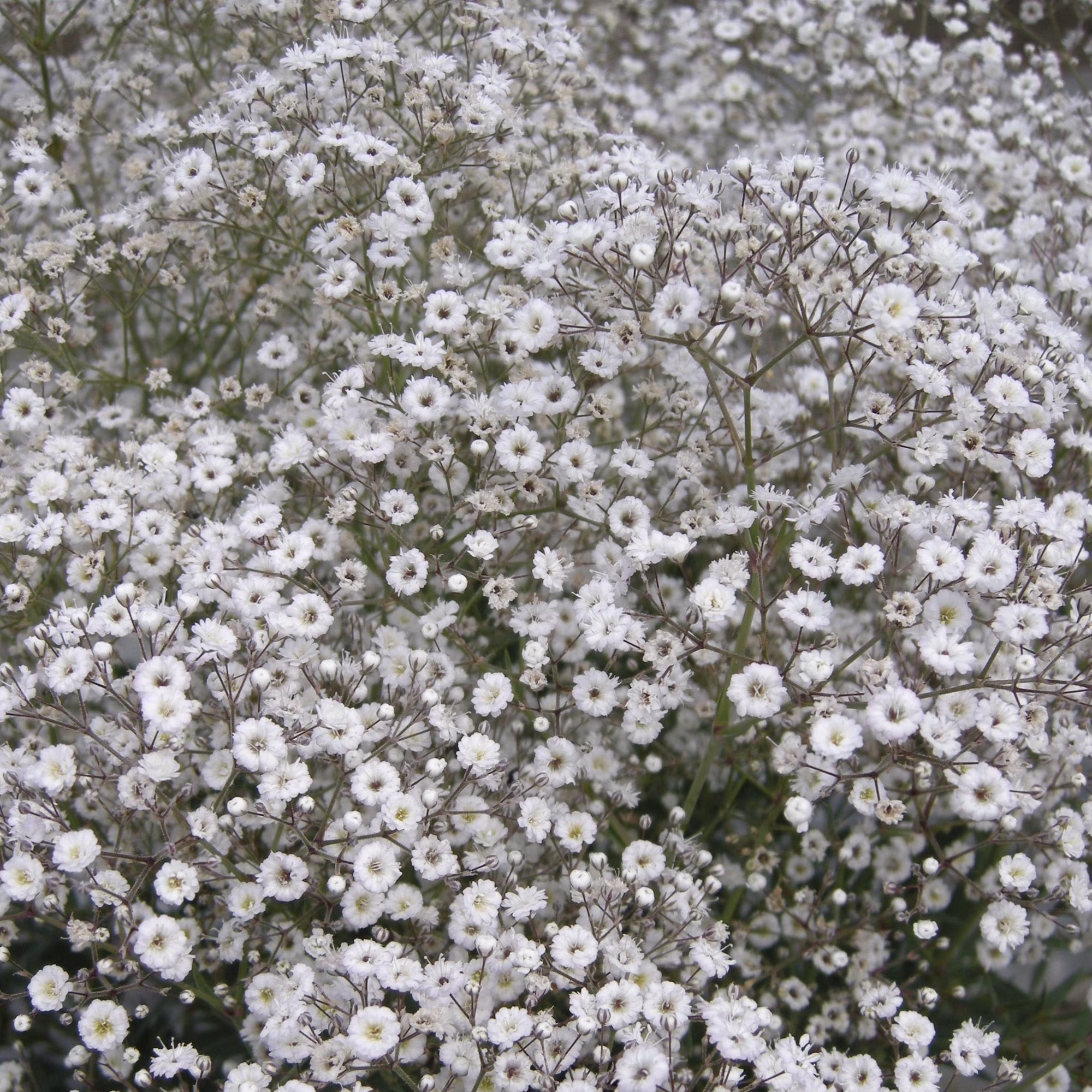 Burpee Early Snowball Baby's Breath Flower Seed, 1-Pack