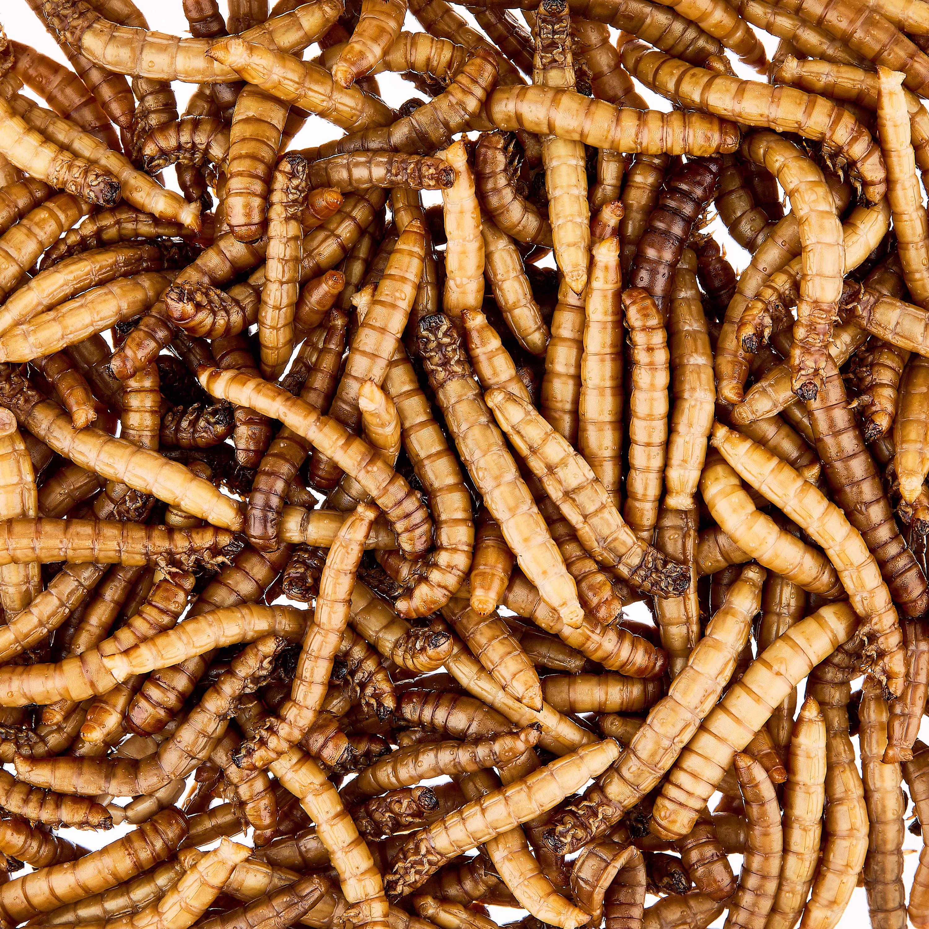 Vibrant Life Canned Mealworms for Reptiles, Birds & Fish, 1.2 oz