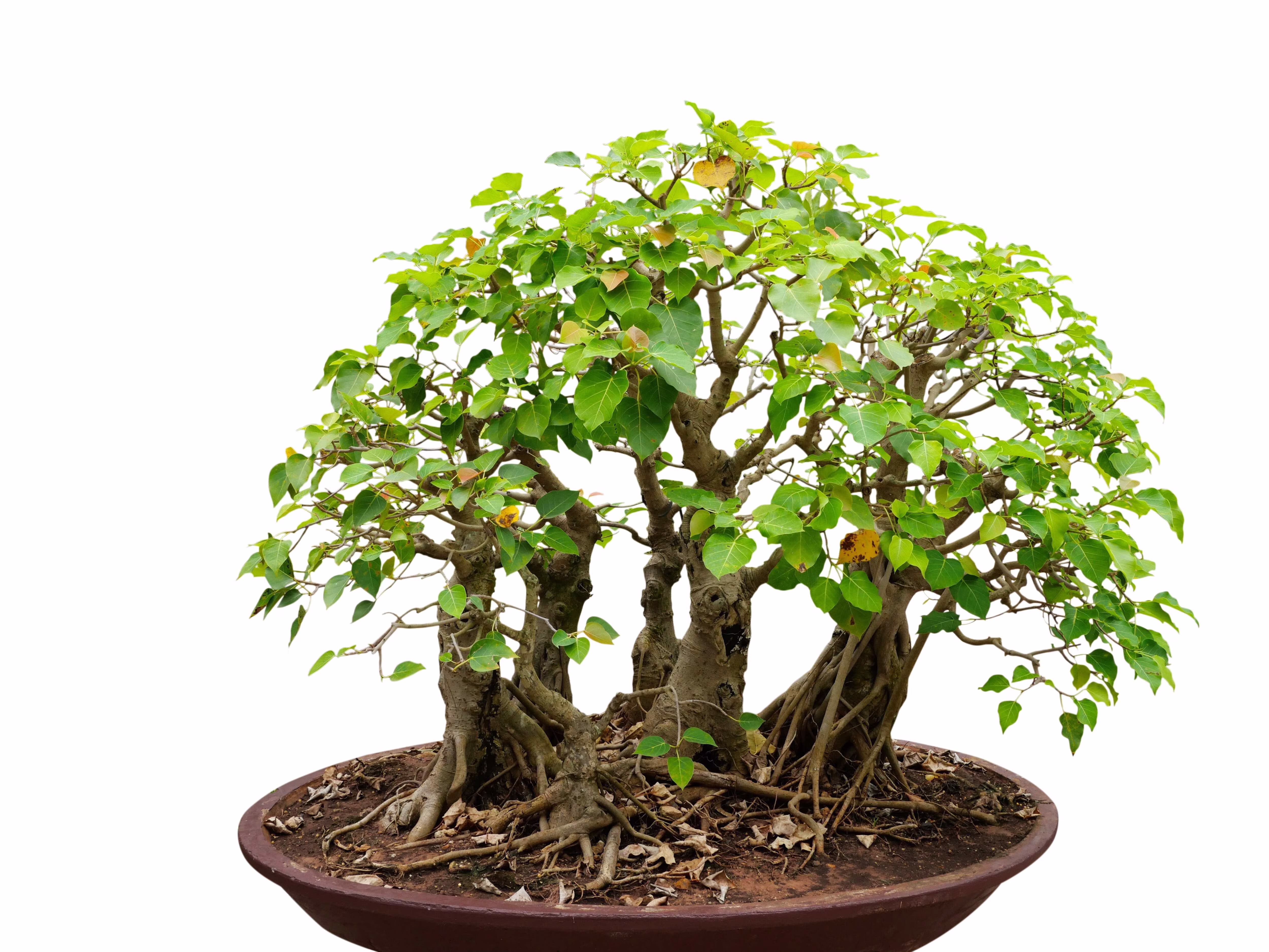 30 Seeds FICUS TREE (Bodhi / Sacred Fig / Bo Tree / Pipal) Ficus Religiosa