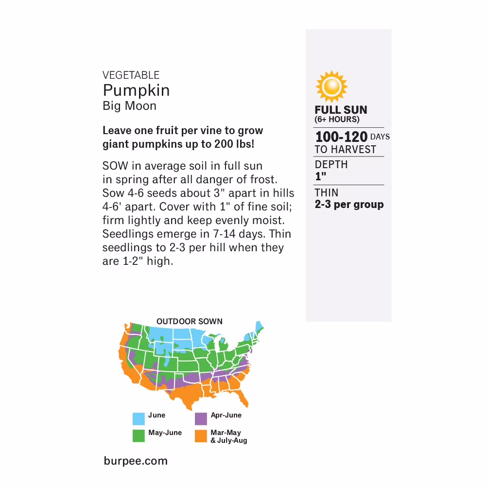 Burpee Big Moon Pumpkin Vegetable Seed, 1-Pack