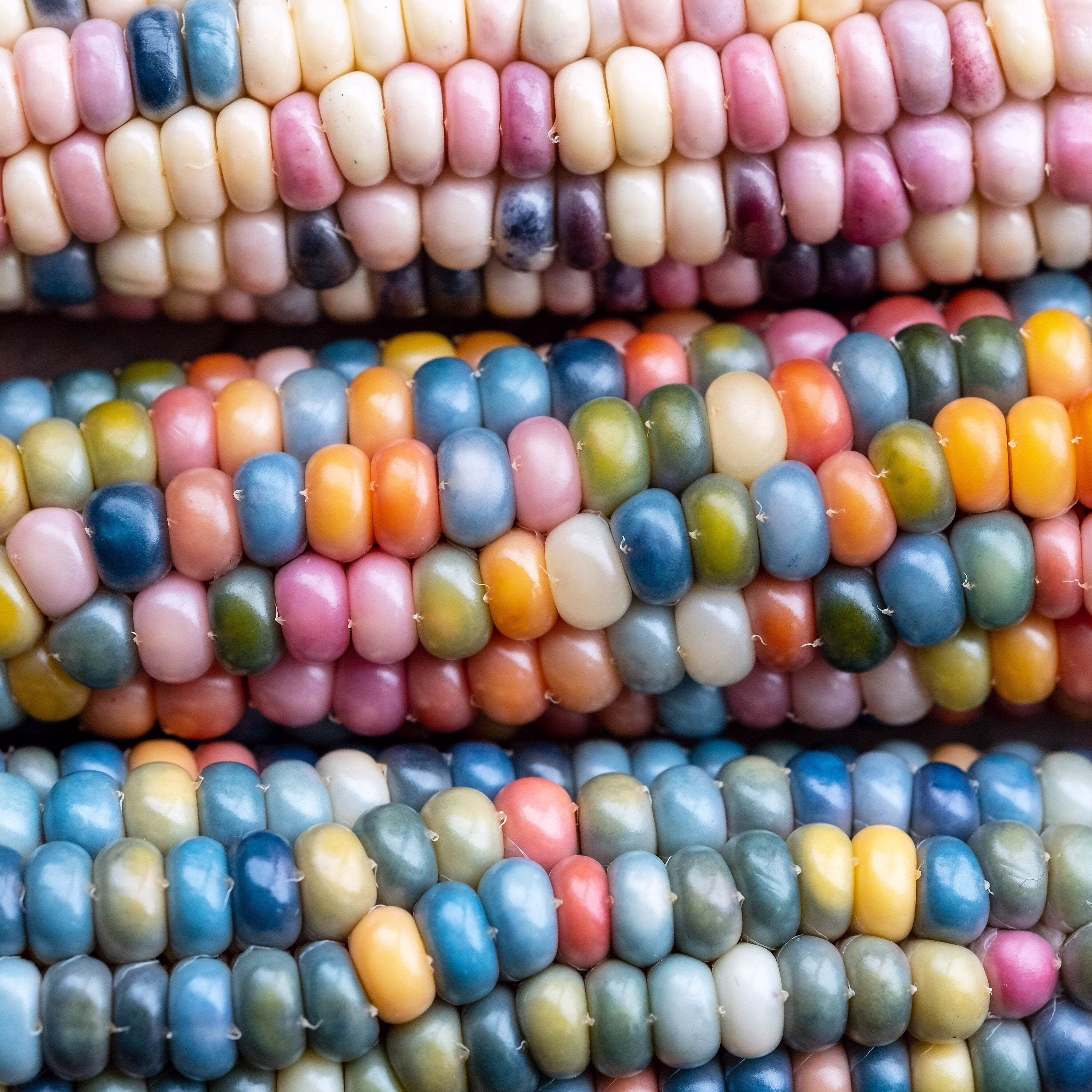 30 Seeds GLASS GEM CORN Mixed Colors Ornamental Edible Zea Mays Heirloom Vegetable Seeds