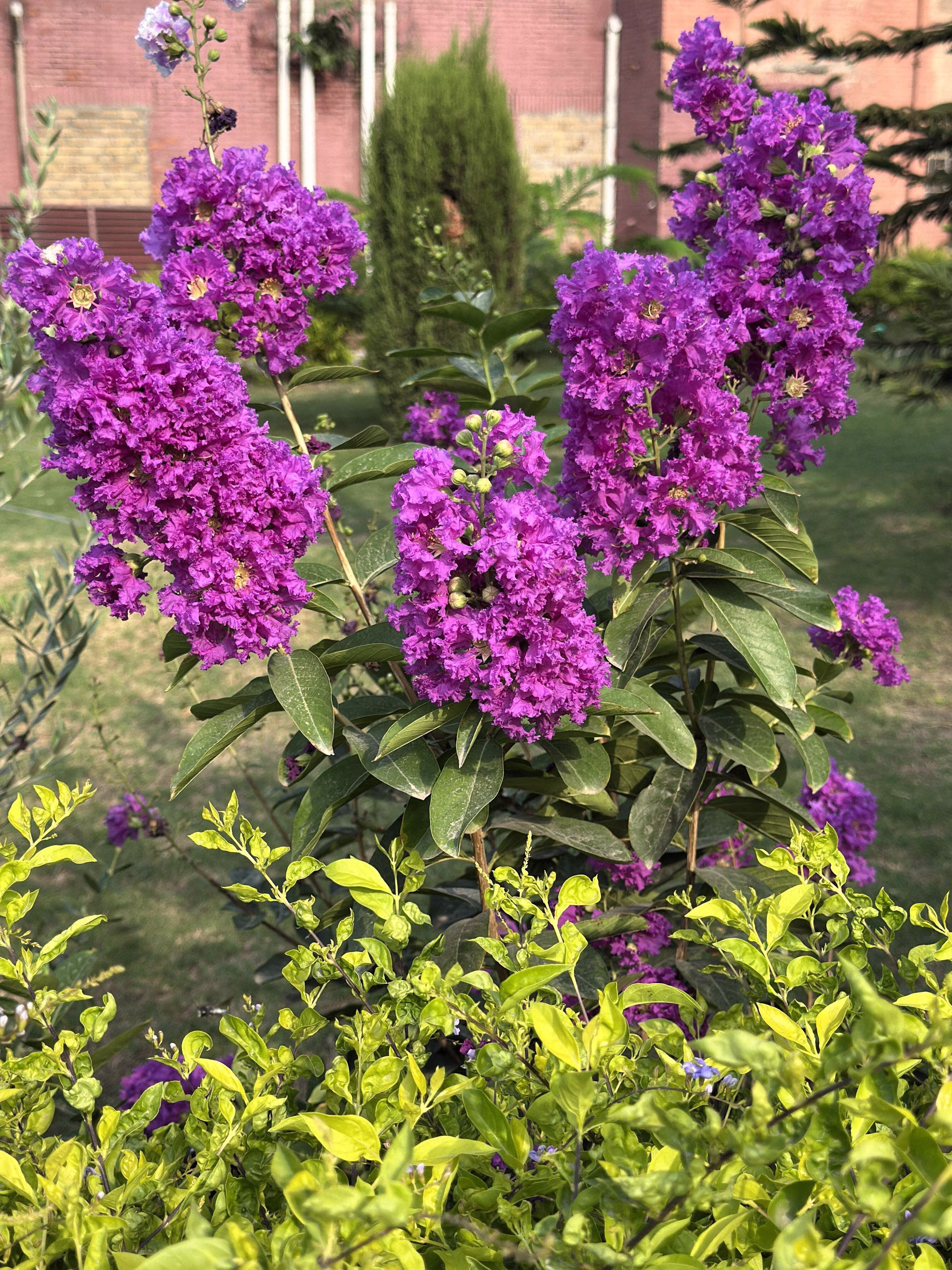 35 PURPLE CREPE MYRTLE Lagerstroemia Indica Flowering Shrub Bush Small Tree Seeds