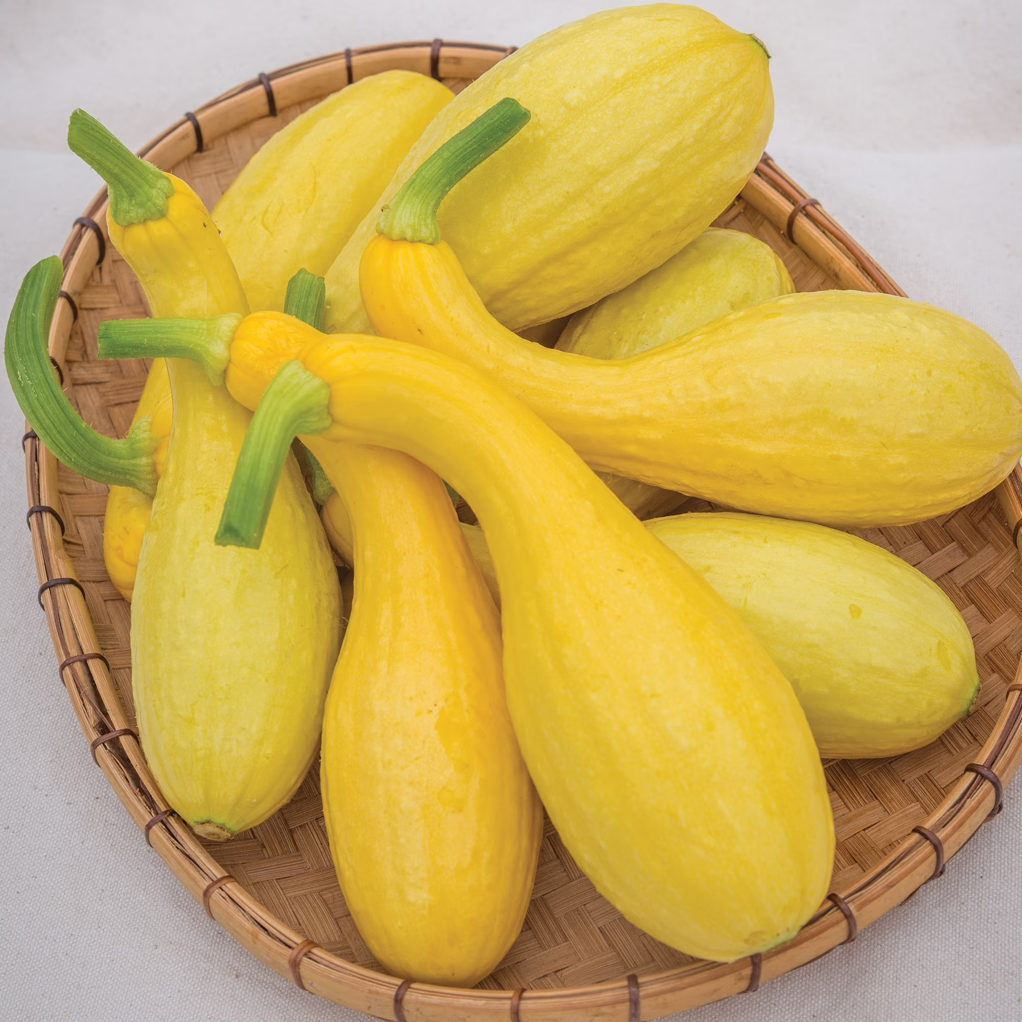 Burpee Early Summer Crookneck Summer Squash Vegetable Seed, 1-Pack