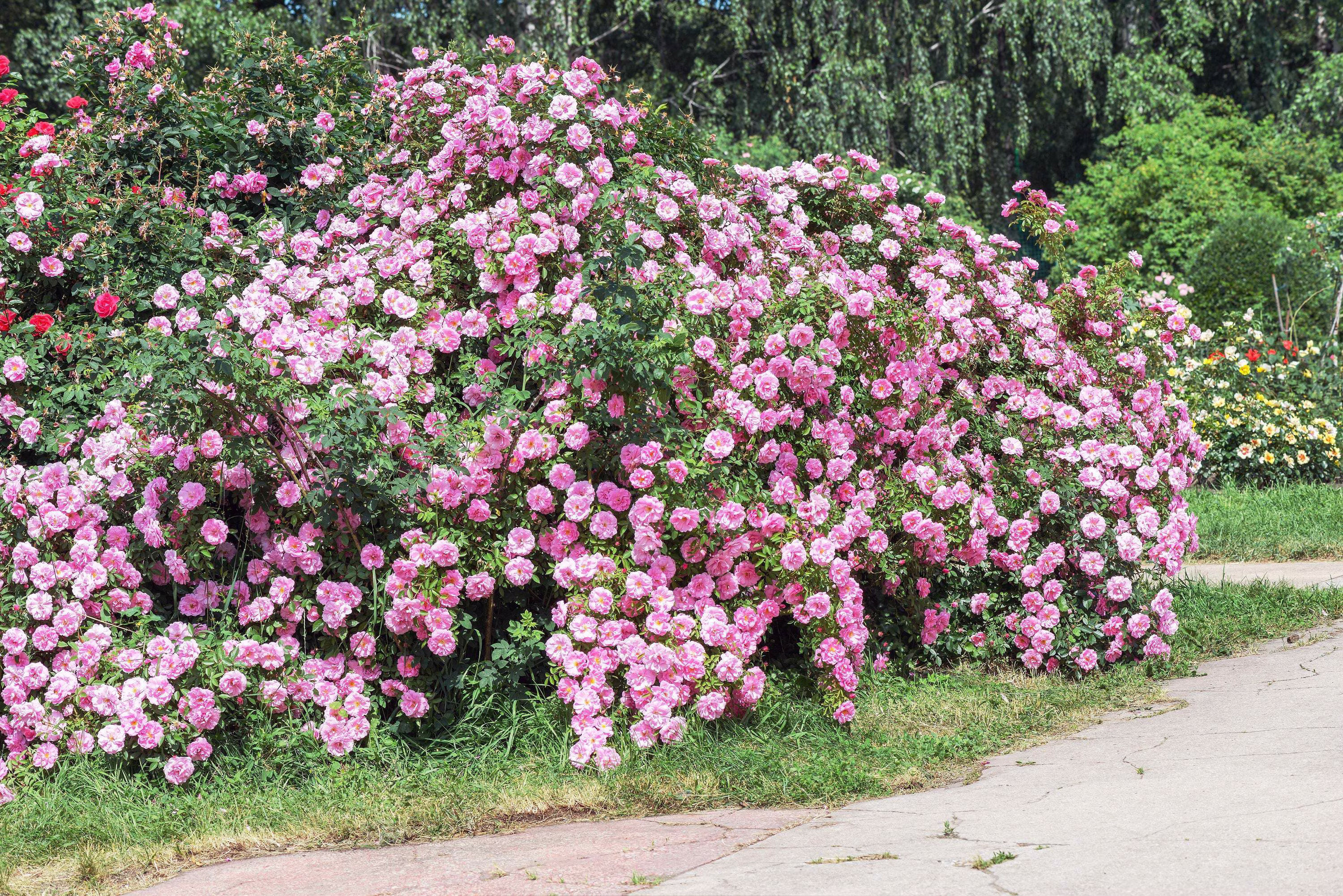 Seedville 5 Pink Climbing Rose Flower Seeds, Fragrant Butterfly Attracting Blooms