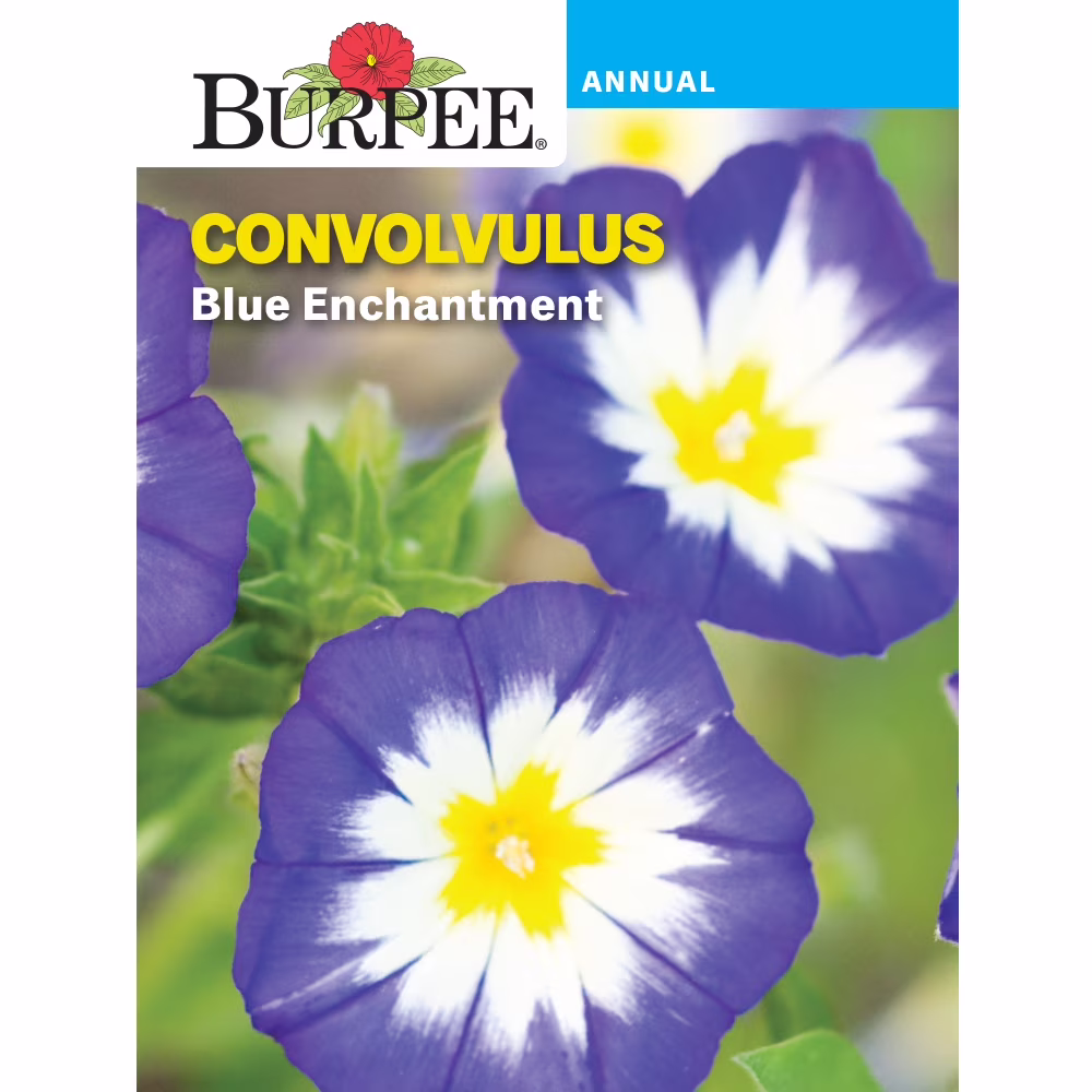 Burpee Blue Enchantment Convolvulus Flower Seed, 1-Pack