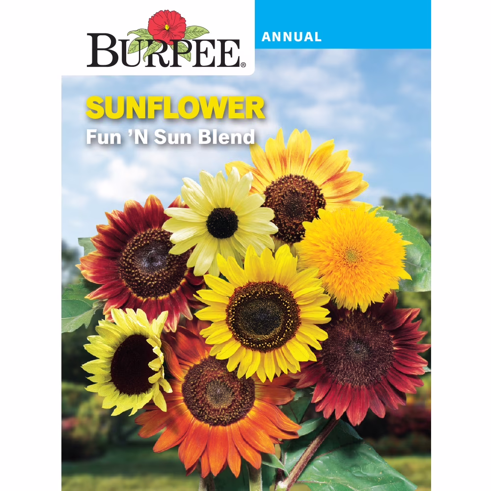 Burpee Fun 'N Sun Blend Annual Sunflower, 1-Pack, Full Sun
