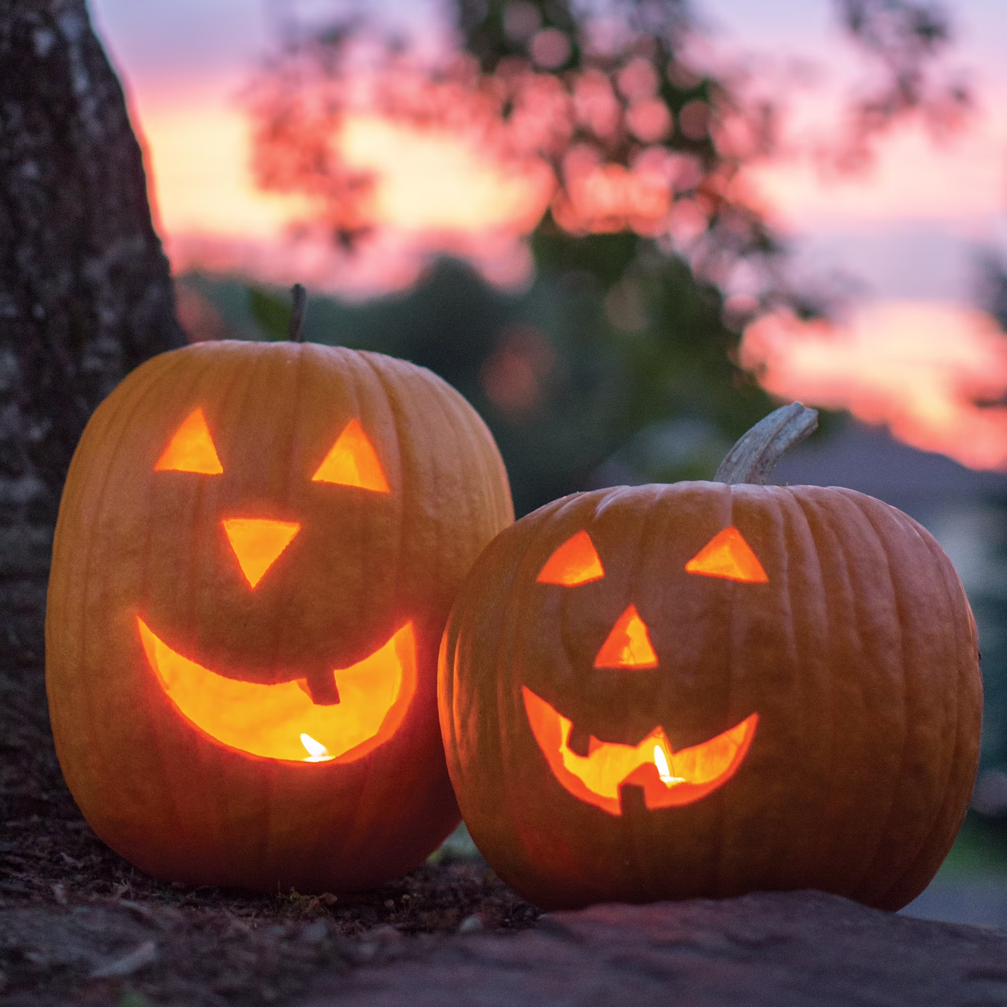 Burpee Jack-o'-lantern Pumpkin Annual Vegetable Seed, 1-Pack, Full Sun