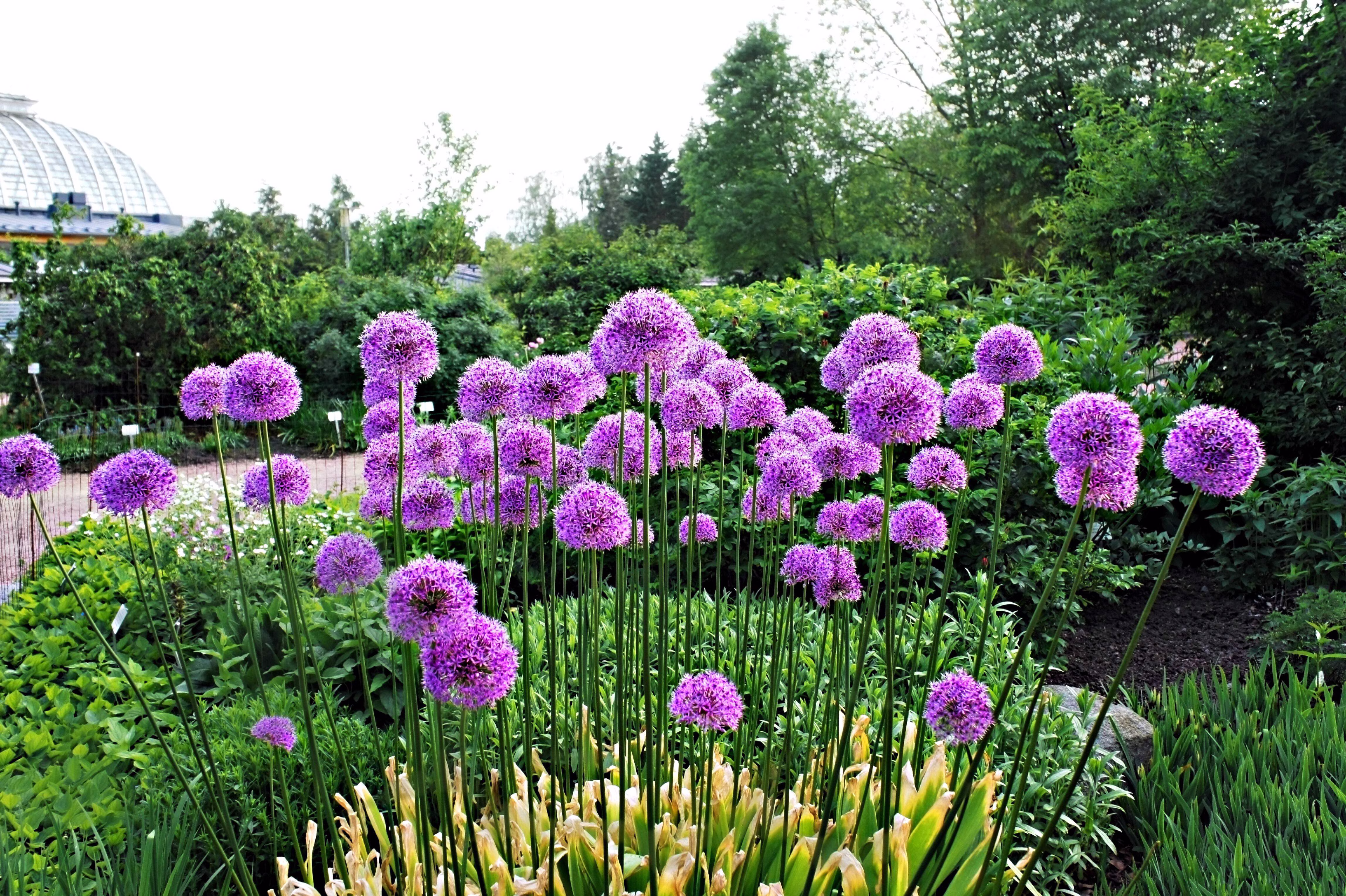 25 Seeds GIANT ALLIUM Allium Giganteum Purple Globe Flower Seeds