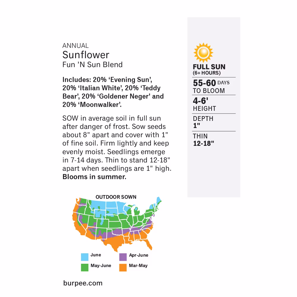 Burpee Fun 'N Sun Blend Annual Sunflower, 1-Pack, Full Sun