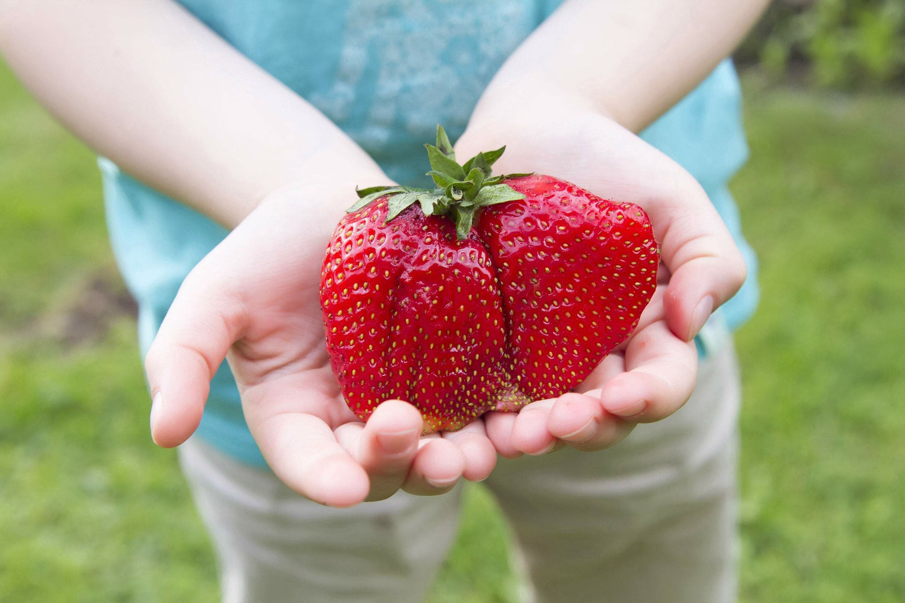15 Seeds - GIANT STRAWBERRY Fragaria June Bearing Huge Red Berry Fruit Seeds