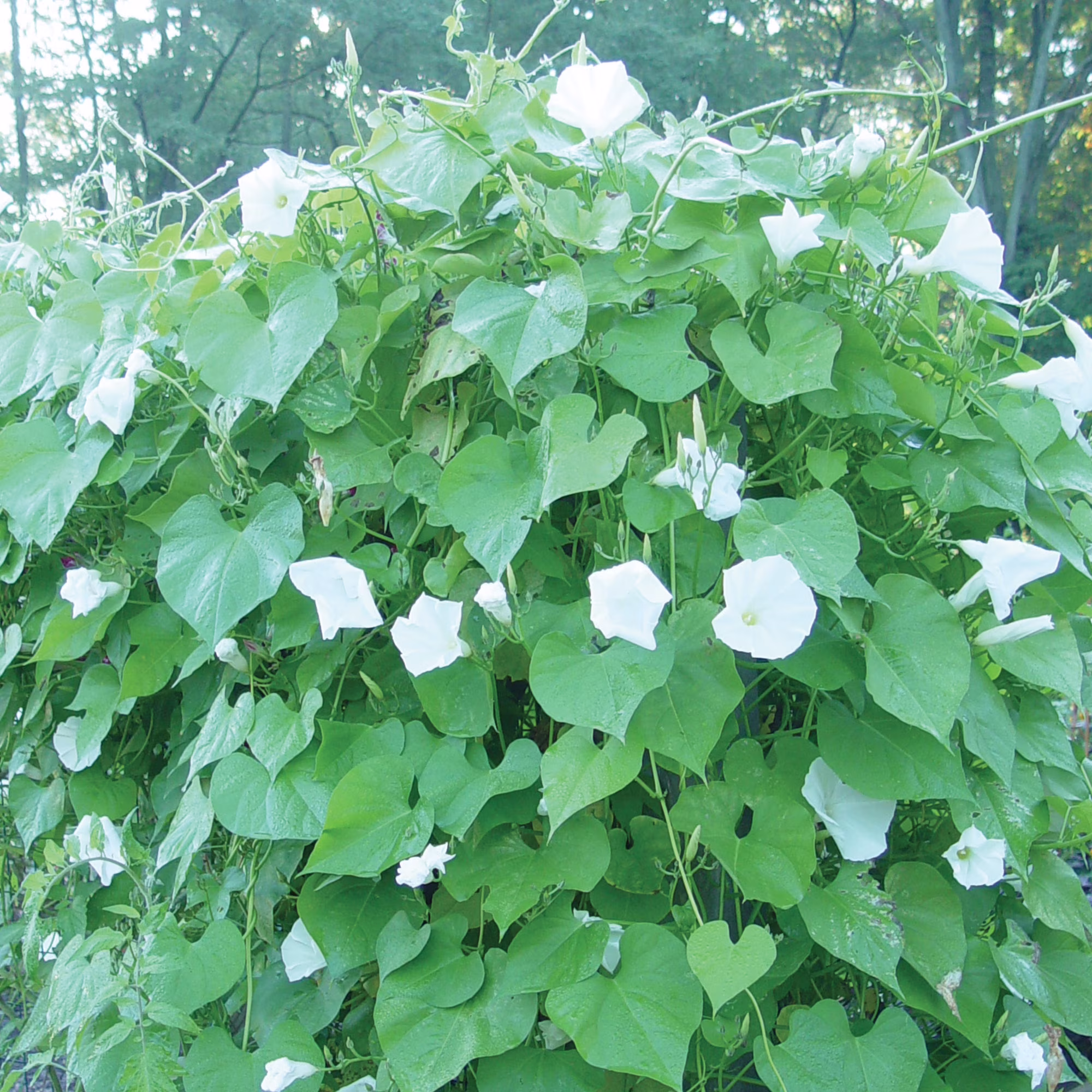 Burpee Giant White Moonflower Flower Seed, 1-Pack