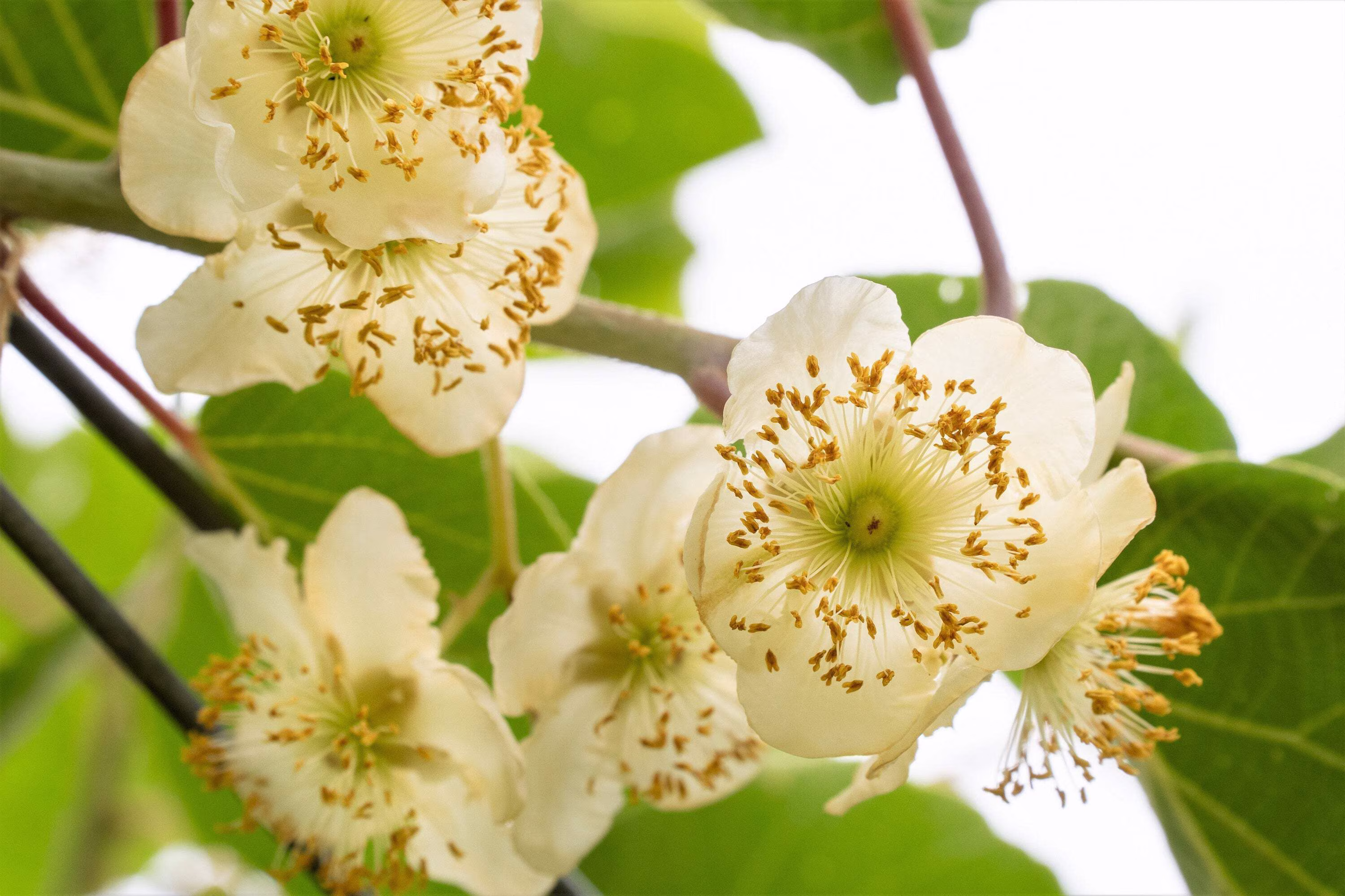 100 Seeds KIWI FRUIT Kiwi Actinidia Vine Seeds (Kiwifruit / Hardy Kiwi / Chinese Gooseberry / Chinese Strawberry)